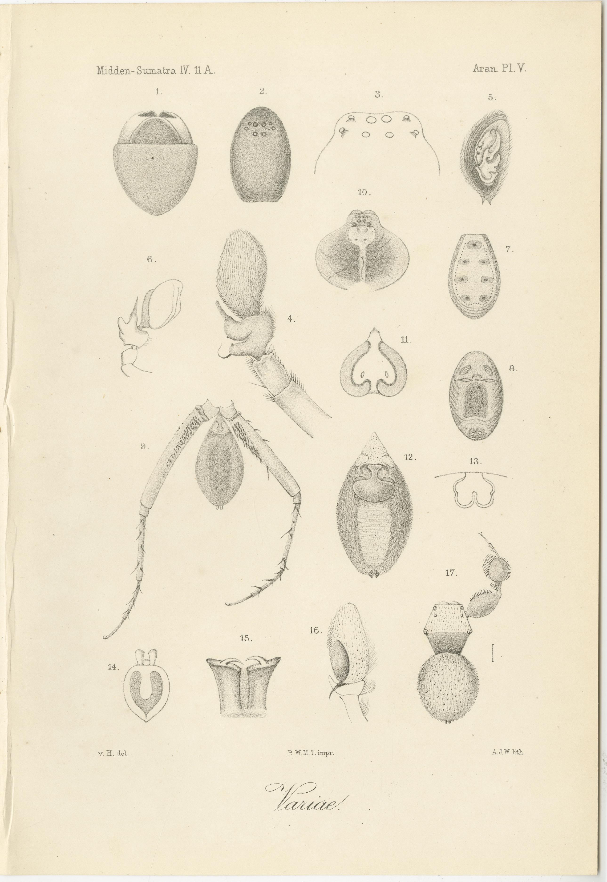 Dutch Antique Scientific Plates of Leeches, Worms, Spiders & Microscopic Anatomy, 1887 For Sale