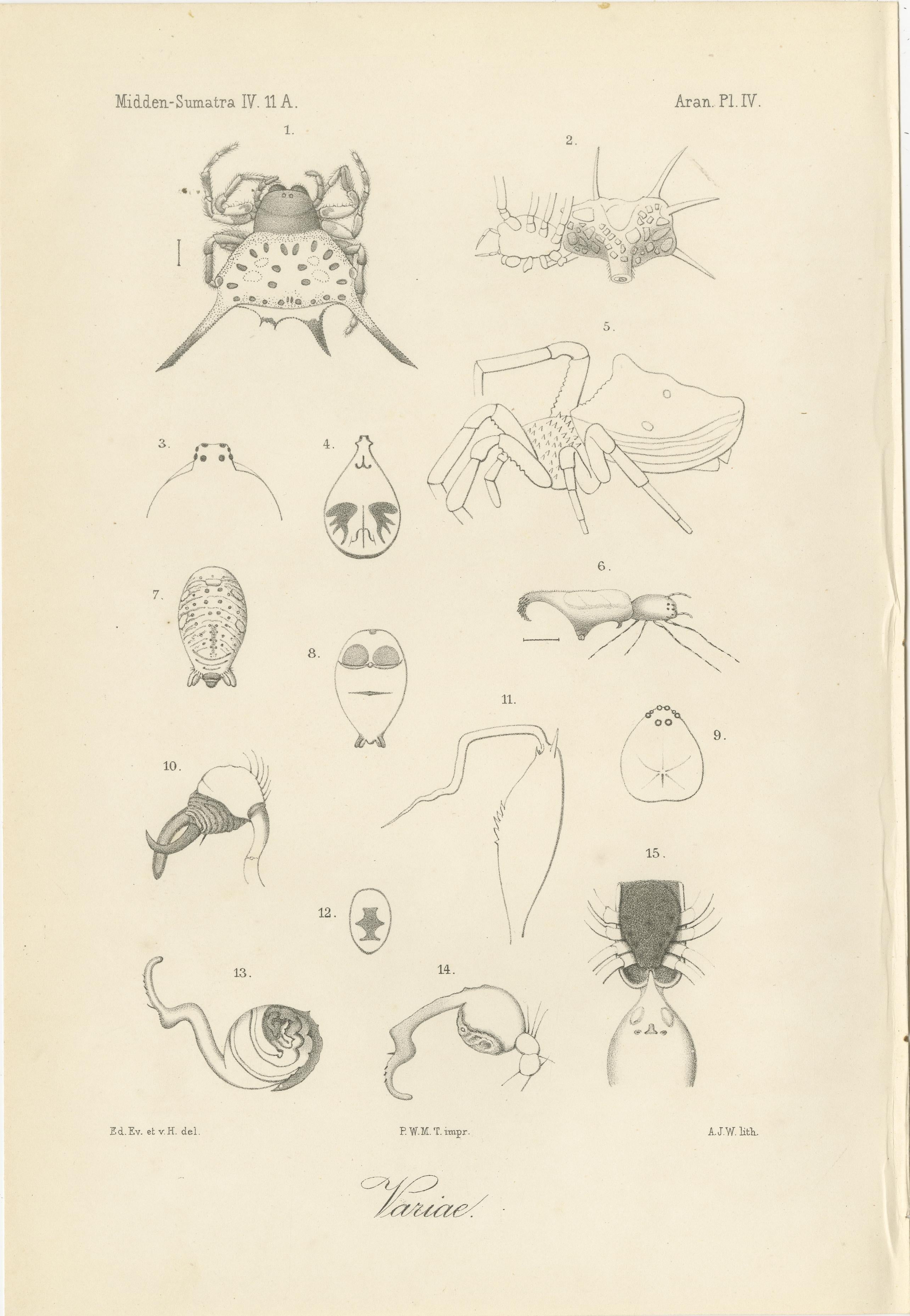 Engraved Antique Scientific Plates of Leeches, Worms, Spiders & Microscopic Anatomy, 1887 For Sale