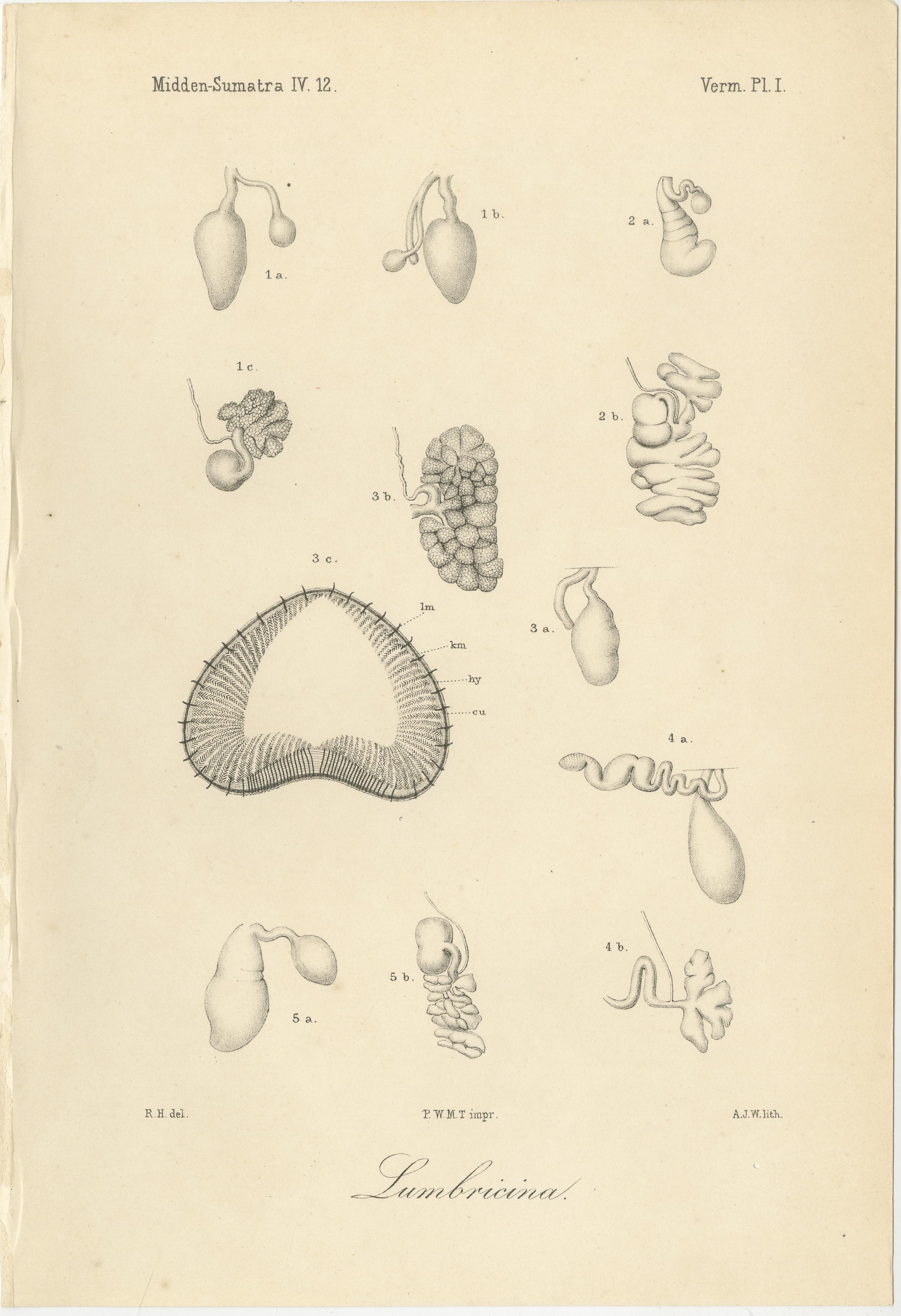 Antique Scientific Plates of Leeches, Worms, Spiders & Microscopic Anatomy, 1887 In Good Condition For Sale In Langweer, NL