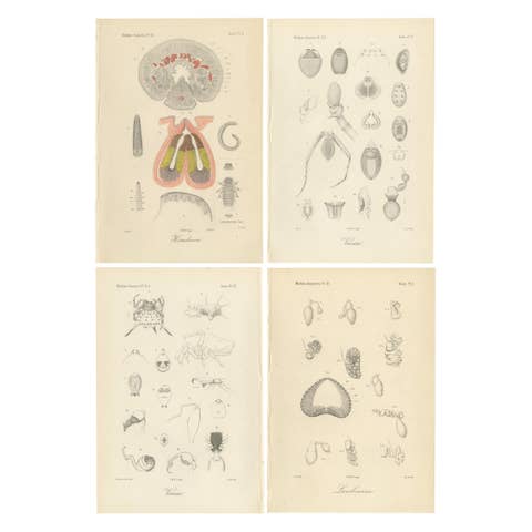 Antique Scientific Plates of Leeches, Worms, Spiders & Microscopic Anatomy, 1887