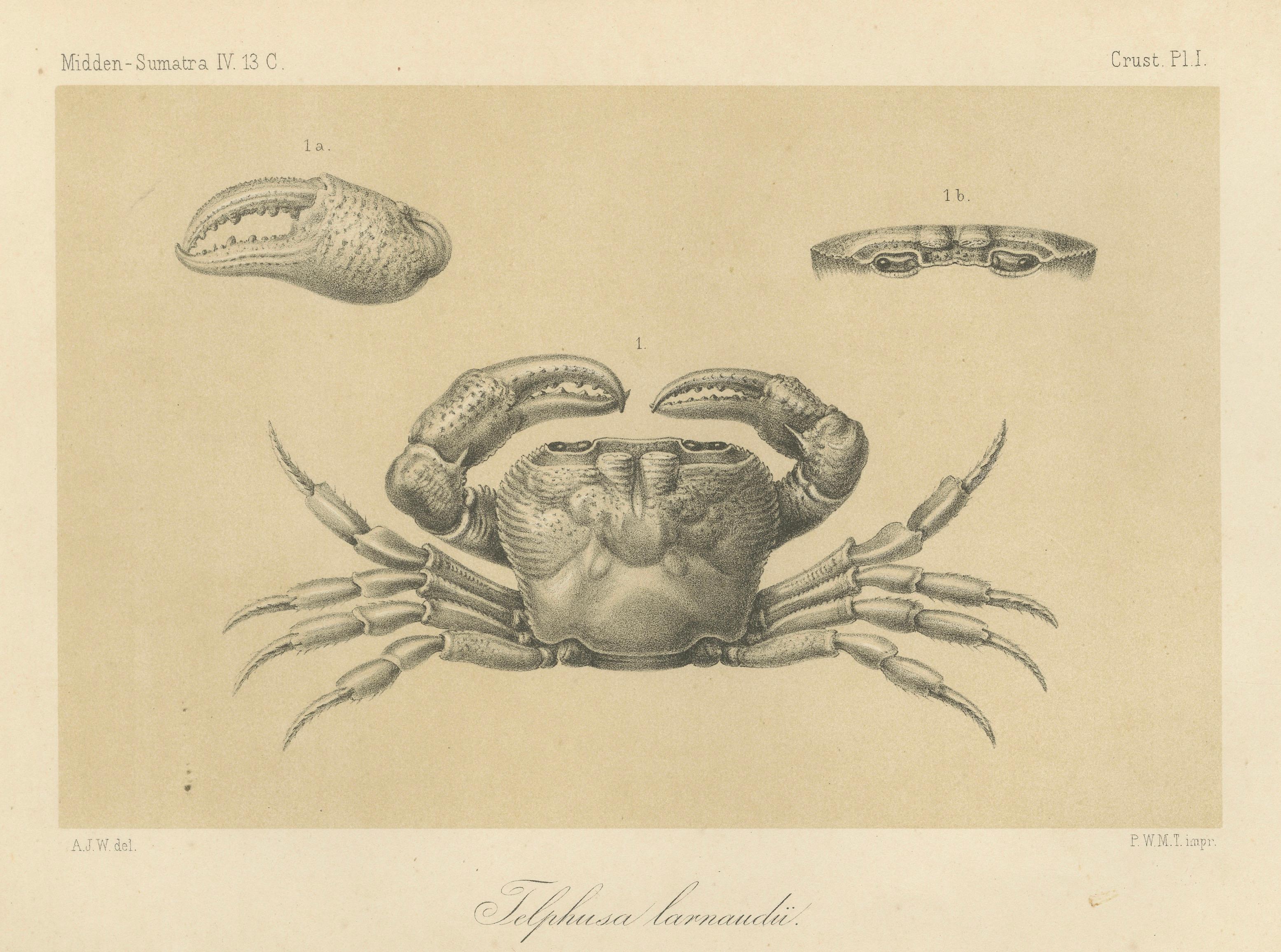 Antique Scientific Print of Telphusa Lacraudi Crab, Sumatra c.1880

This detailed antique lithograph depicts the freshwater crab species 'Telphusa lacraudi' from Sumatra. The plate is titled Midden-Sumatra IV.13 C. Crust. Pl. I. and was drawn by