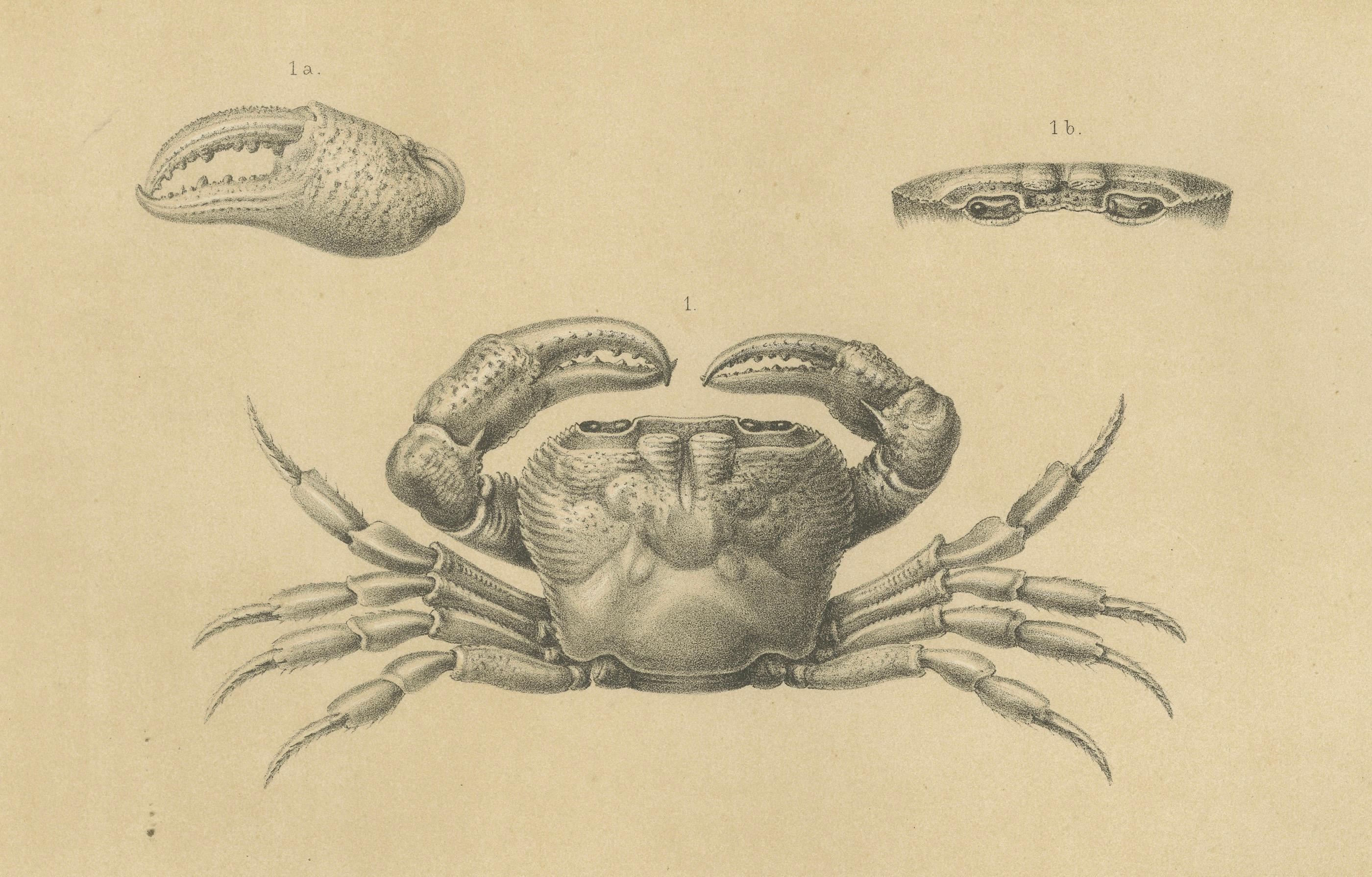 Dutch Antique Scientific Print of Lacraud’s Freshwater Crab, Sumatra, 1887 For Sale