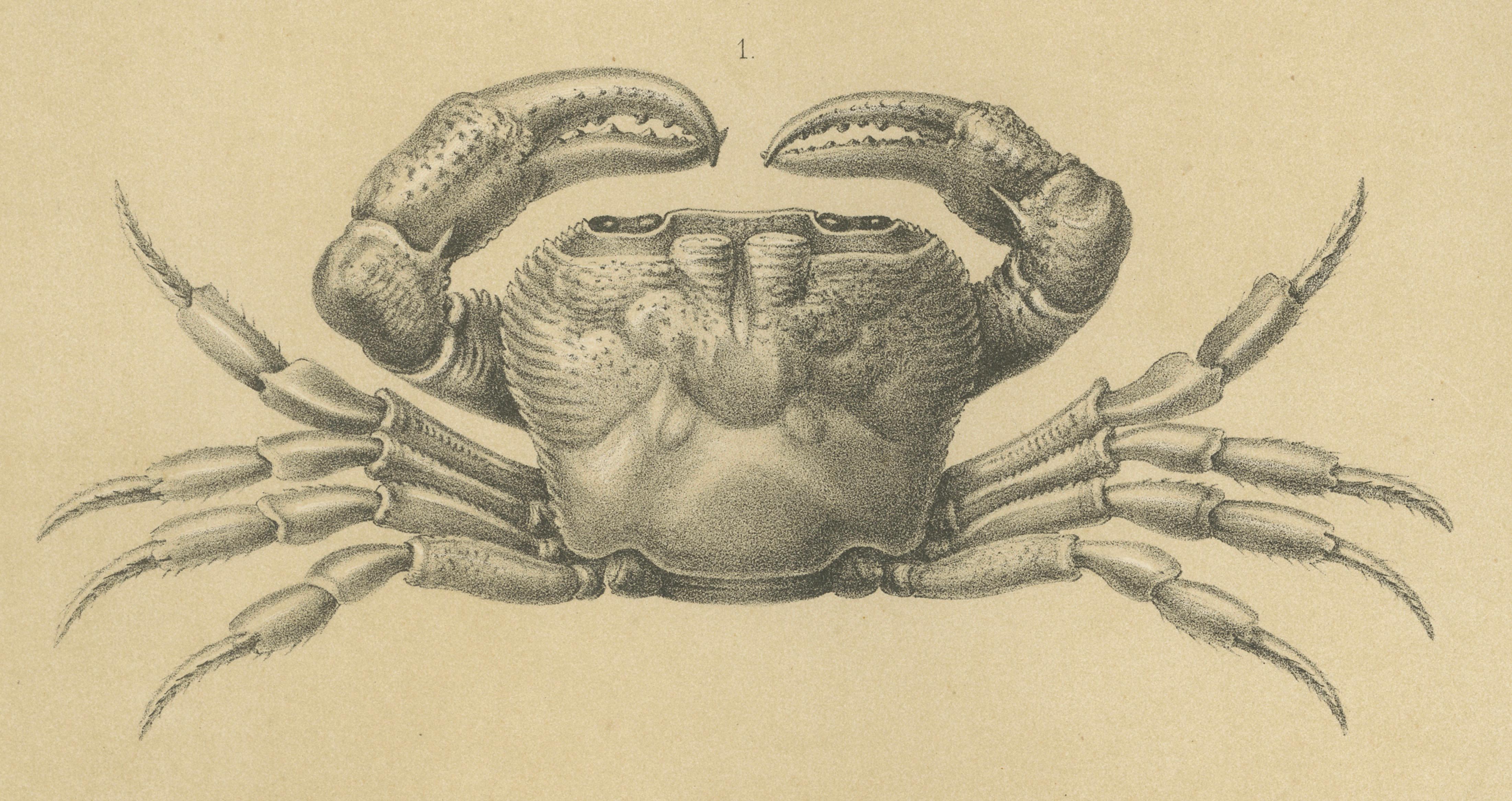 Engraved Antique Scientific Print of Lacraud’s Freshwater Crab, Sumatra, 1887 For Sale
