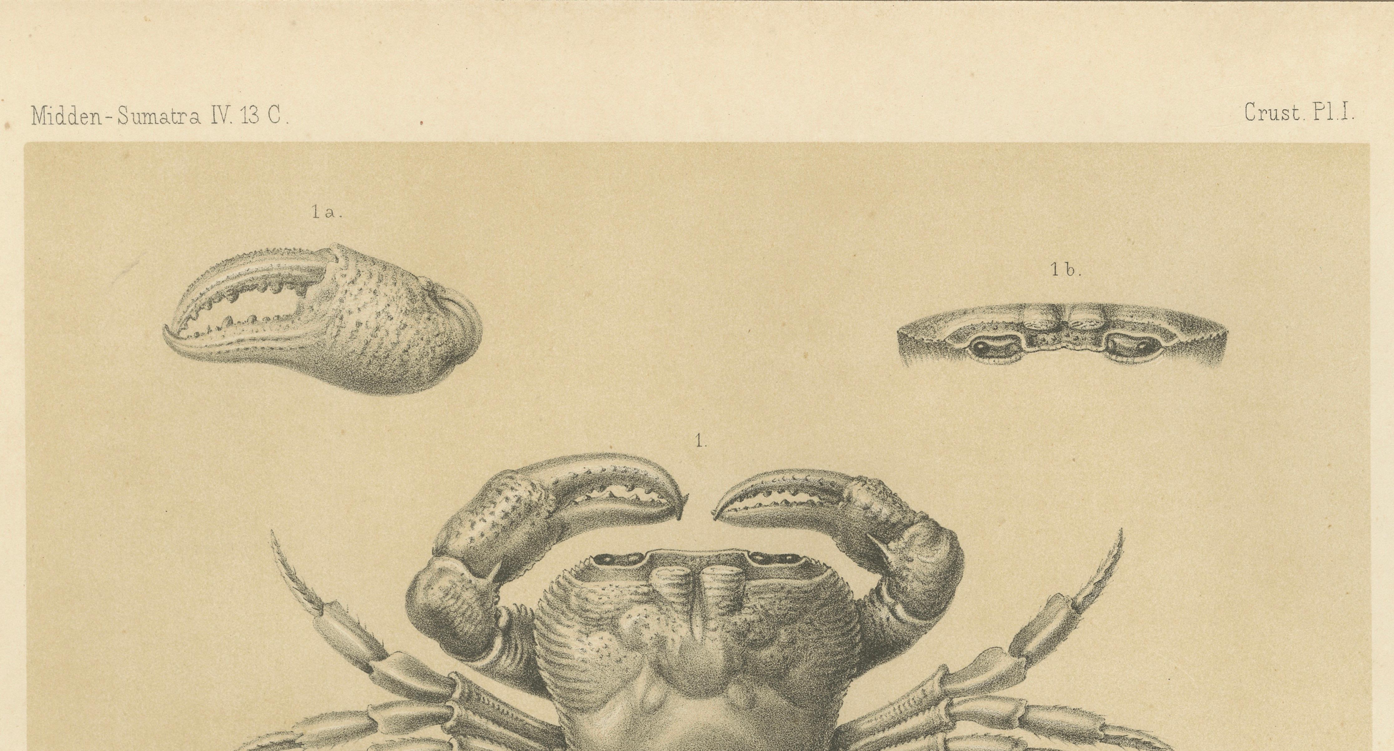 Antique Scientific Print of Lacraud’s Freshwater Crab, Sumatra, 1887 In Good Condition For Sale In Langweer, NL