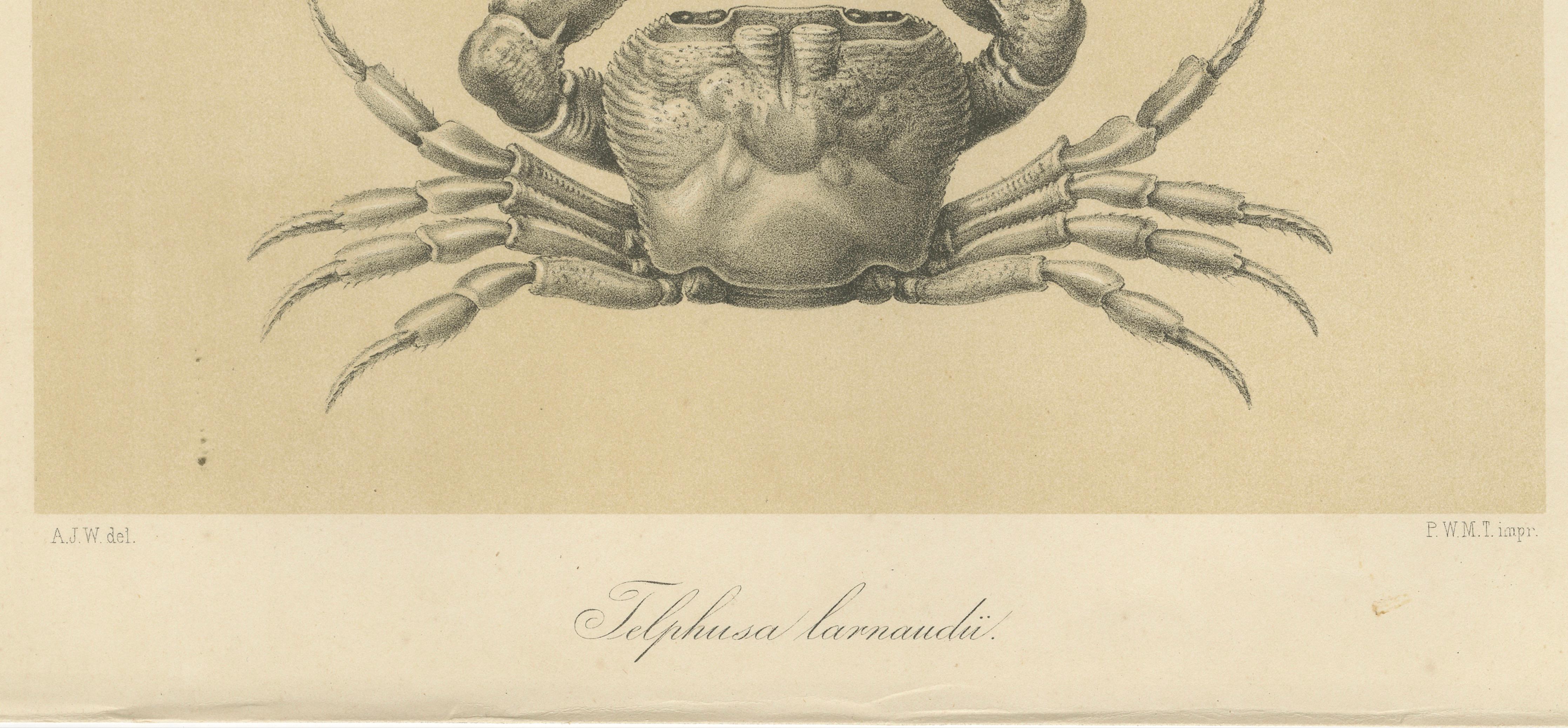 19th Century Antique Scientific Print of Lacraud’s Freshwater Crab, Sumatra, 1887 For Sale