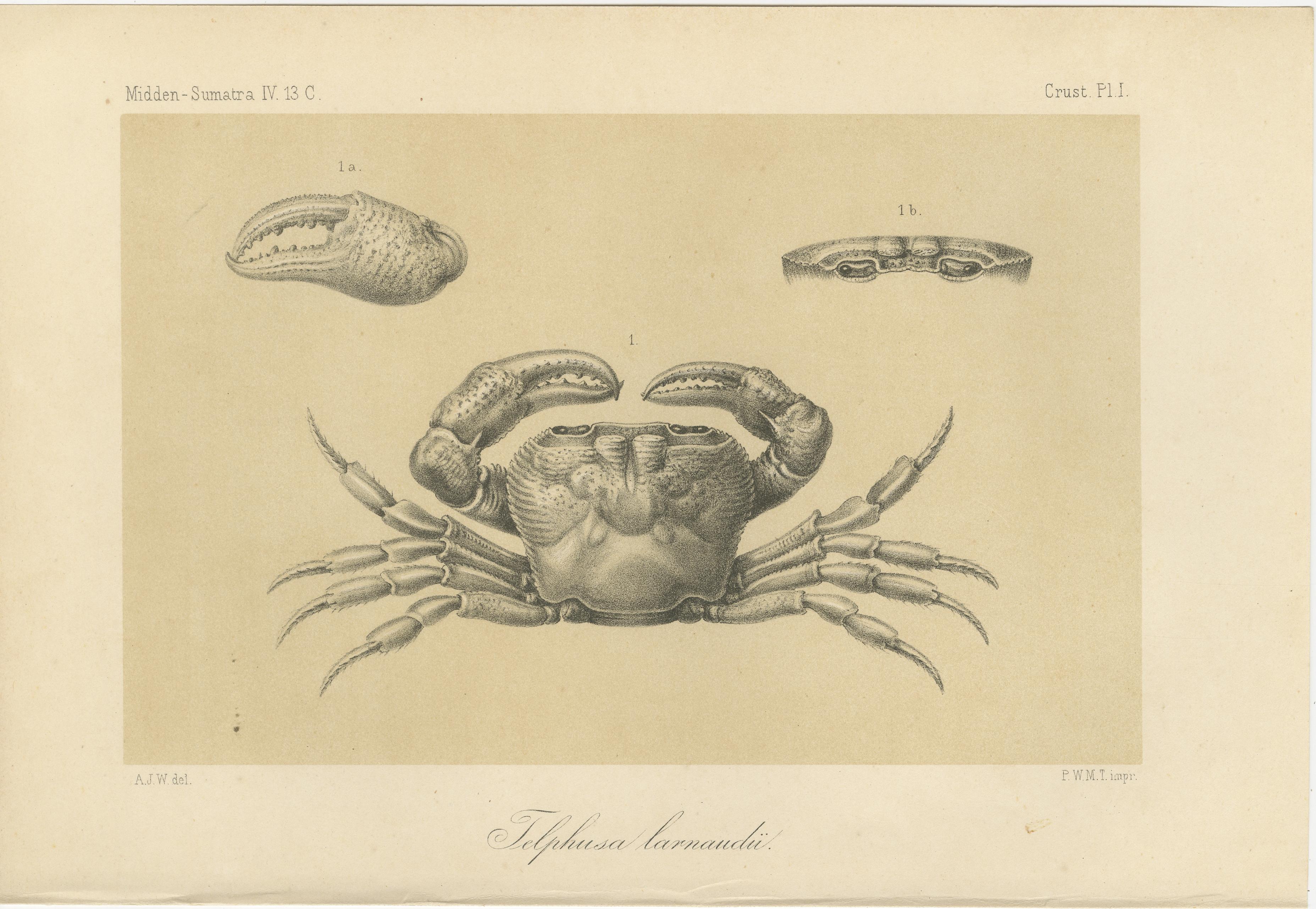 Paper Antique Scientific Print of Lacraud’s Freshwater Crab, Sumatra, 1887 For Sale