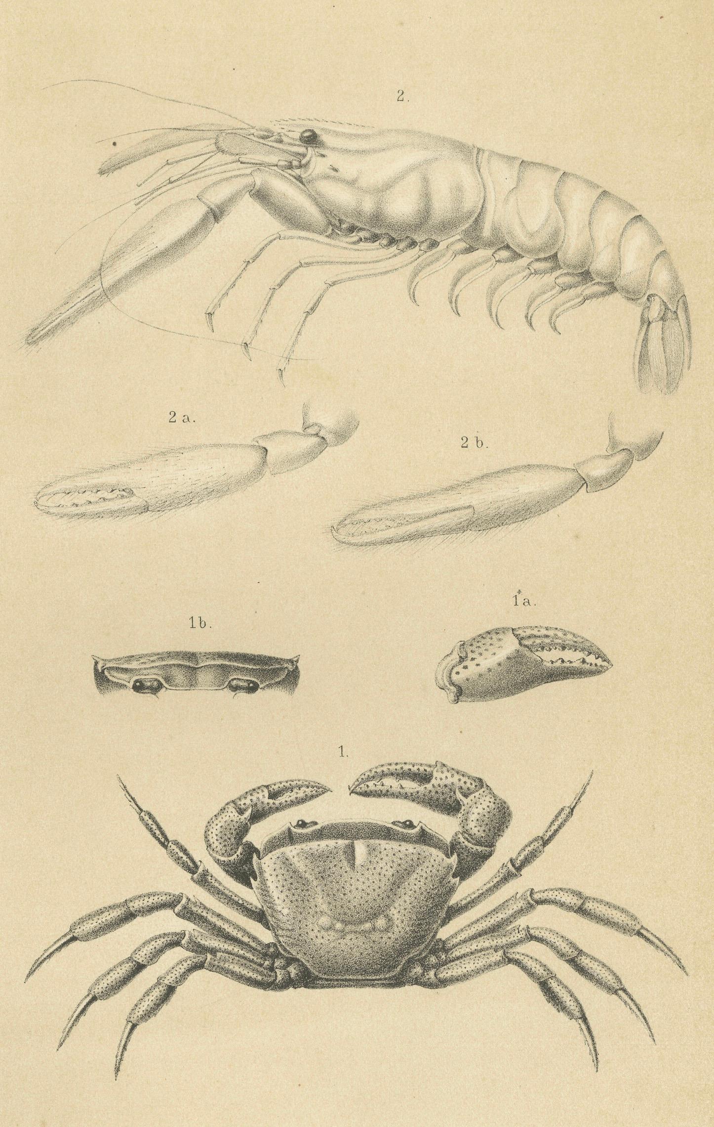 Gravure scientifique ancienne d'un crabe et d'une crevette de Sumatra, Midden-Sumatra c.1887

Cette lithographie scientifique ancienne et détaillée représente deux espèces de crustacés de Sumatra : Paratelphusa maculata (crabe d'eau douce) et
