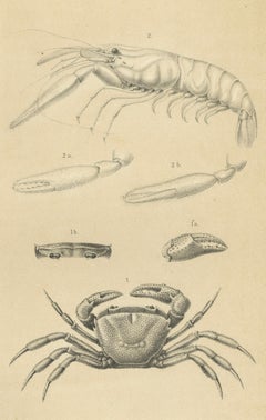 Antique Scientific Print of Sumatran Crab and Prawn, Midden-Sumatra c.1887