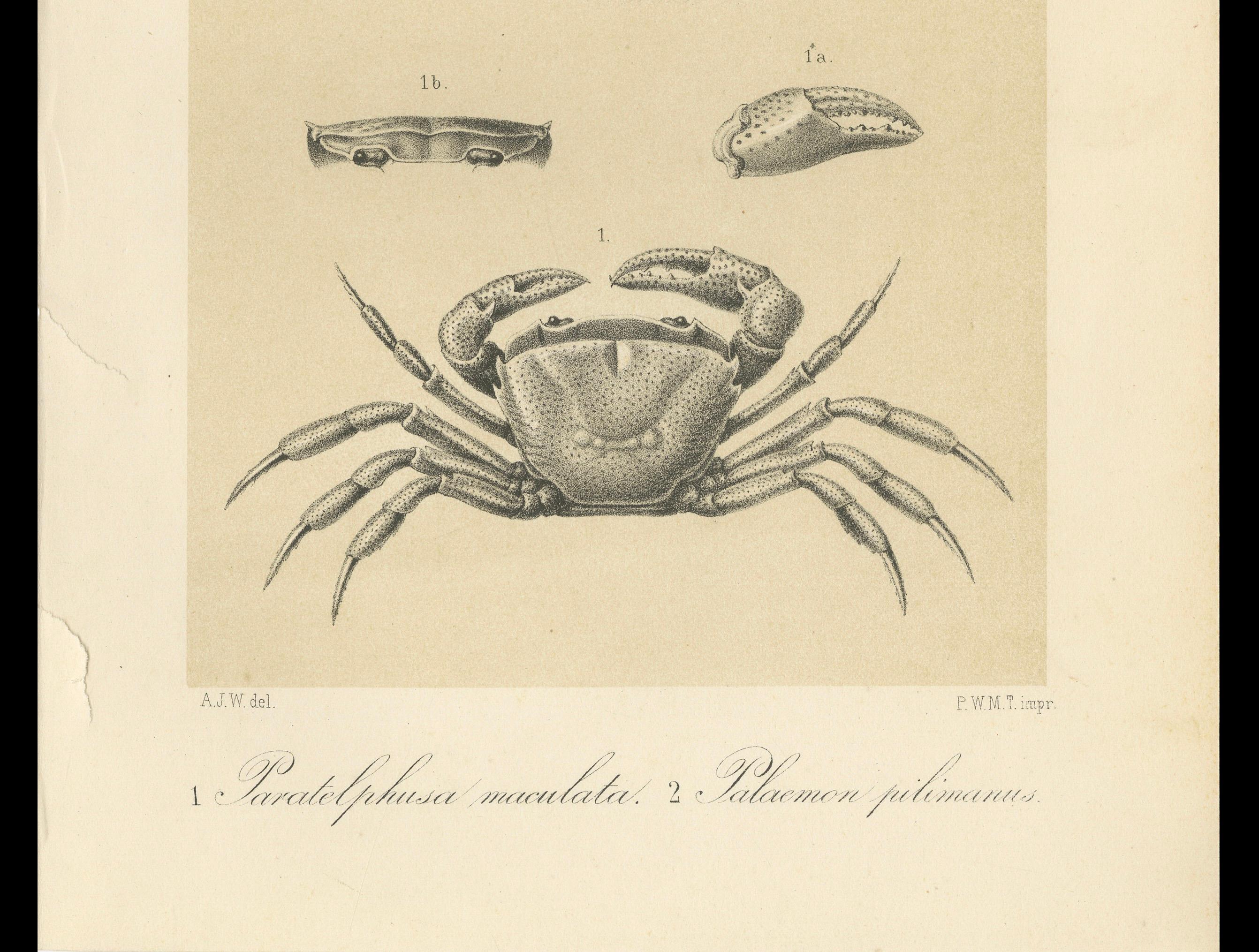 Néerlandais Gravure scientifique ancienne d'un crabe et d'une crevette de Sumatra, Midden-Sumatra c.1887 en vente