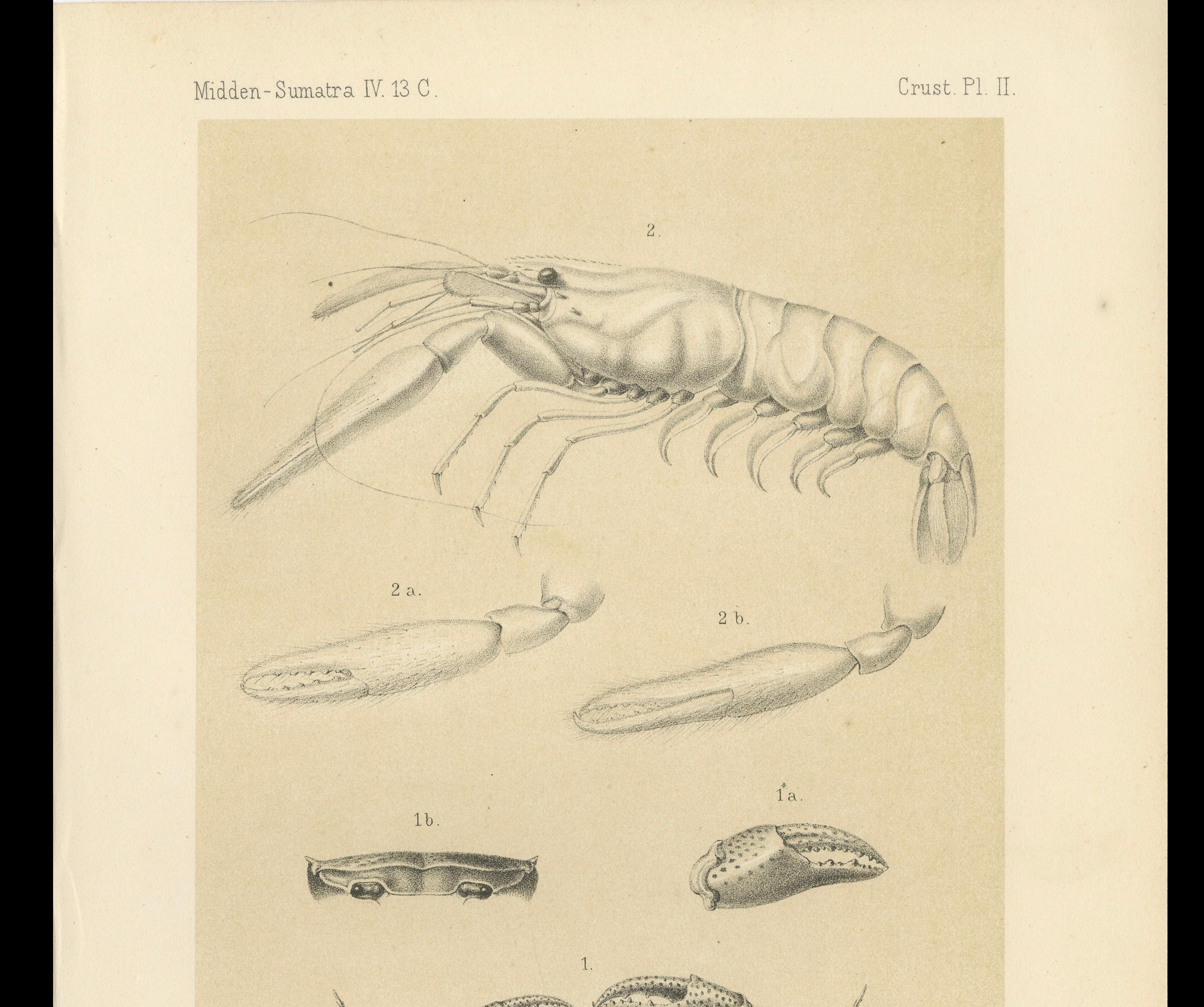 Gravé Gravure scientifique ancienne d'un crabe et d'une crevette de Sumatra, Midden-Sumatra c.1887 en vente
