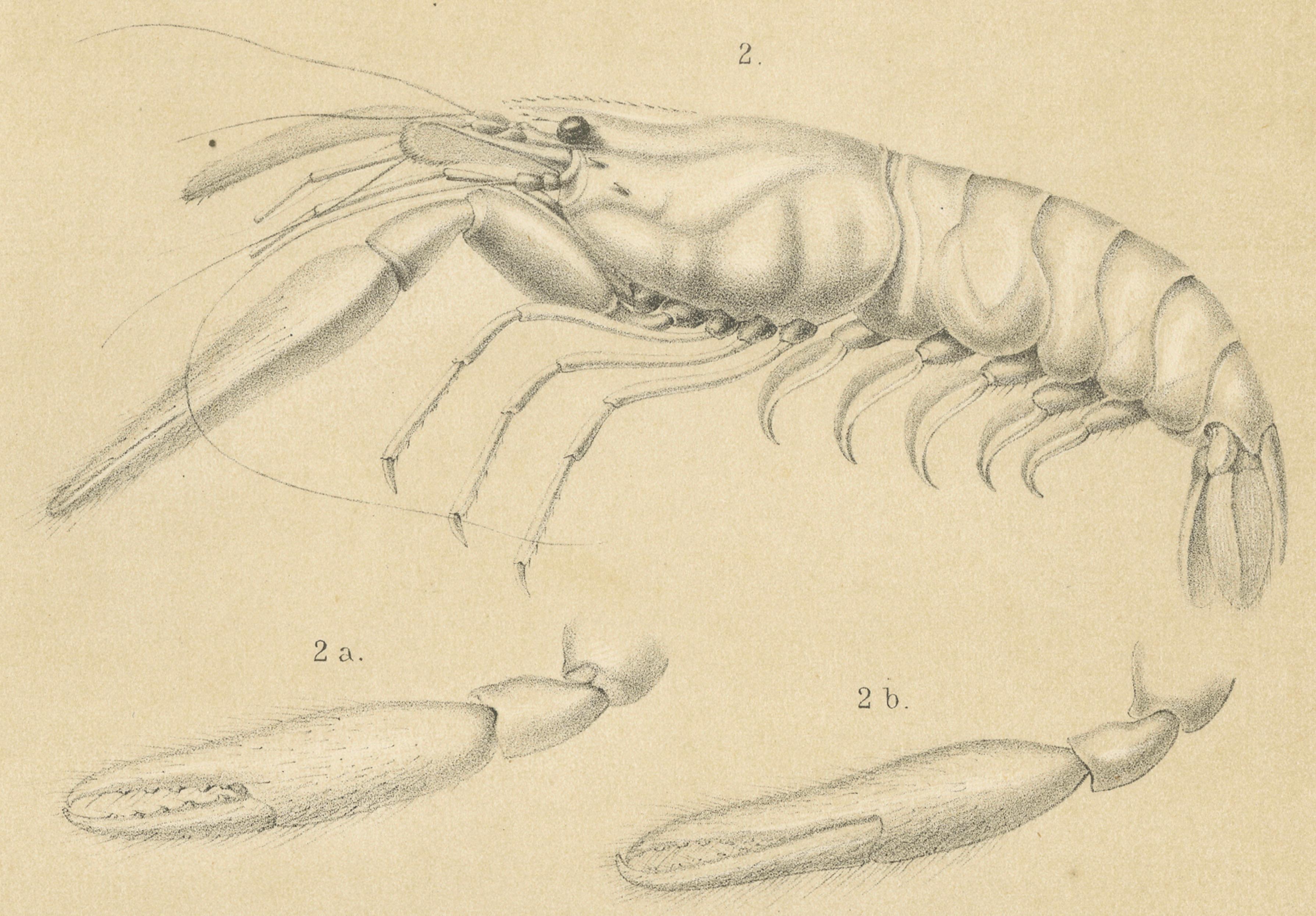 Gravure scientifique ancienne d'un crabe et d'une crevette de Sumatra, Midden-Sumatra c.1887 Bon état - En vente à Langweer, NL