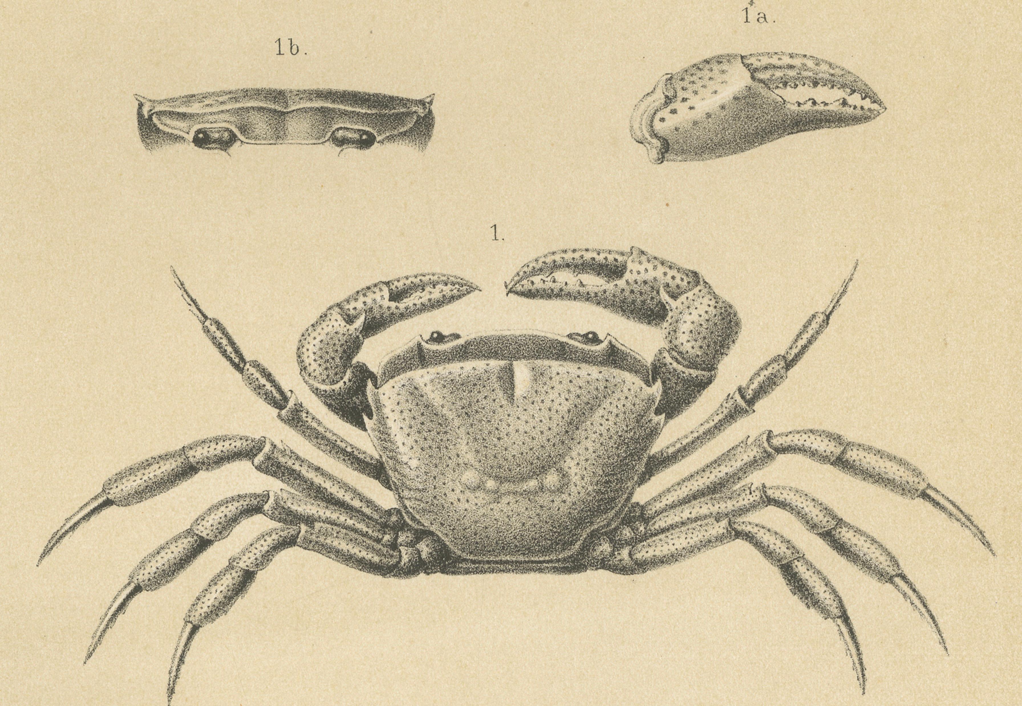 XIXe siècle Gravure scientifique ancienne d'un crabe et d'une crevette de Sumatra, Midden-Sumatra c.1887 en vente