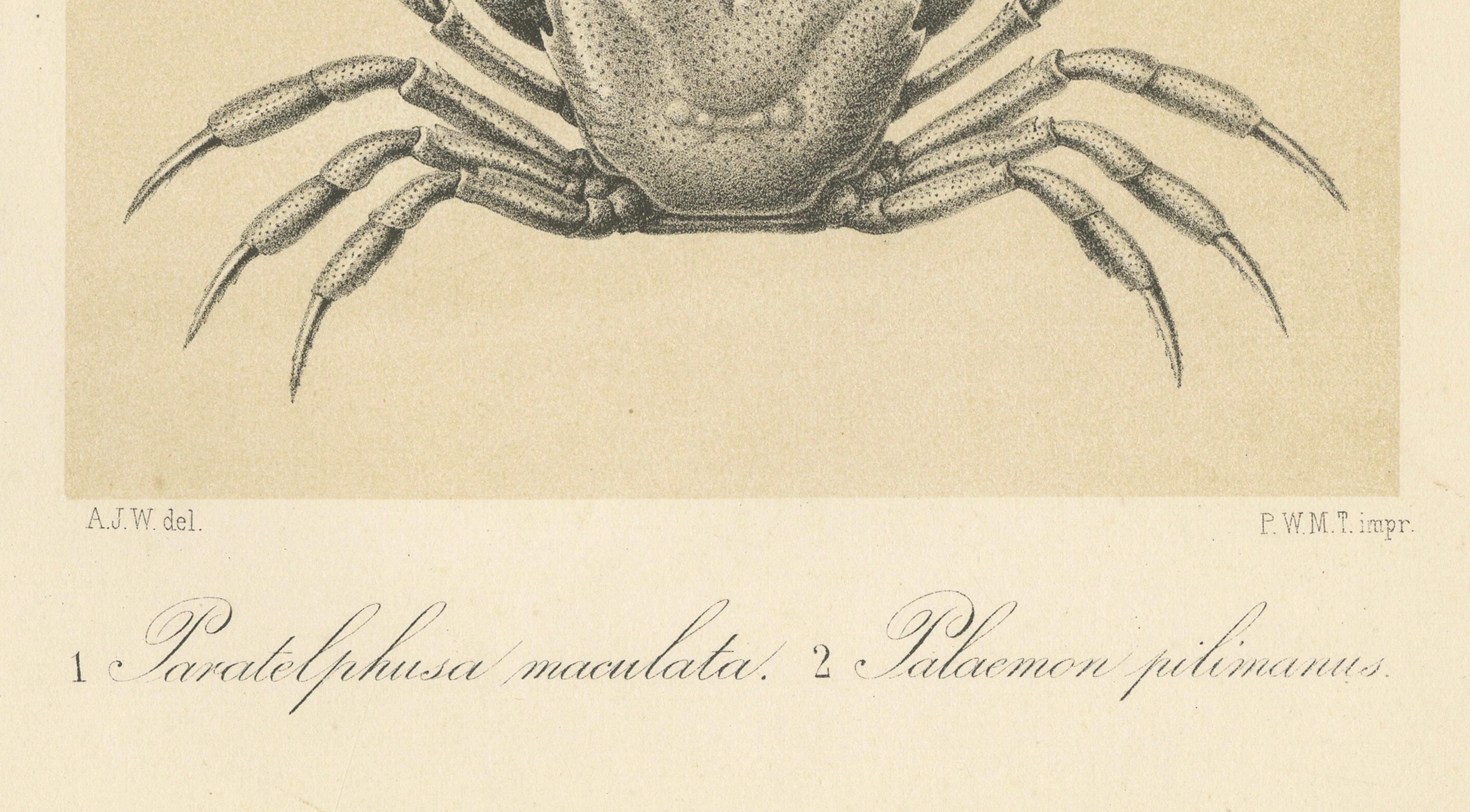 Papier Gravure scientifique ancienne d'un crabe et d'une crevette de Sumatra, Midden-Sumatra c.1887 en vente