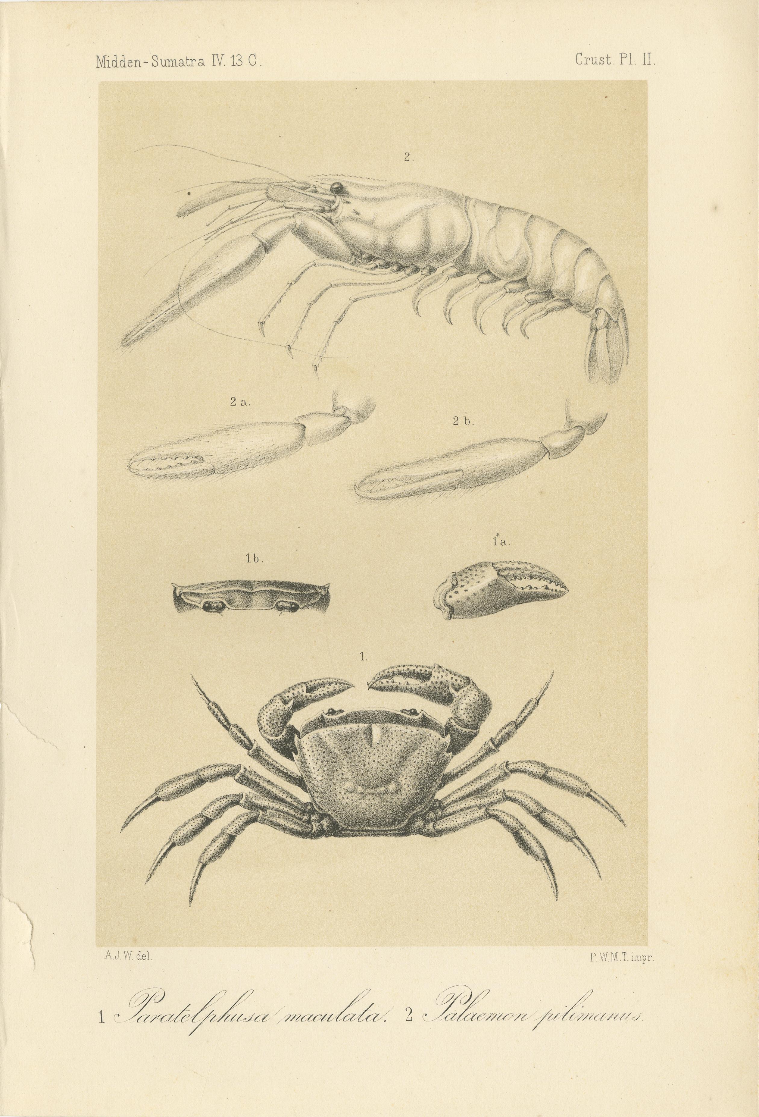 Gravure scientifique ancienne d'un crabe et d'une crevette de Sumatra, Midden-Sumatra c.1887 en vente 1
