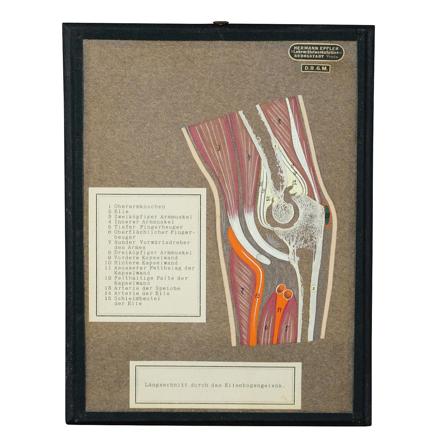 An antique visual aid of a longitudinal bone cut of the elbow. Genuine bone mounted on cardboard with handpainted structure of muscles, bursae and tendons. With German explanation. Published by Hermann Eppler, Lehrmittelanstalt Rudolstadt ca. 1900.