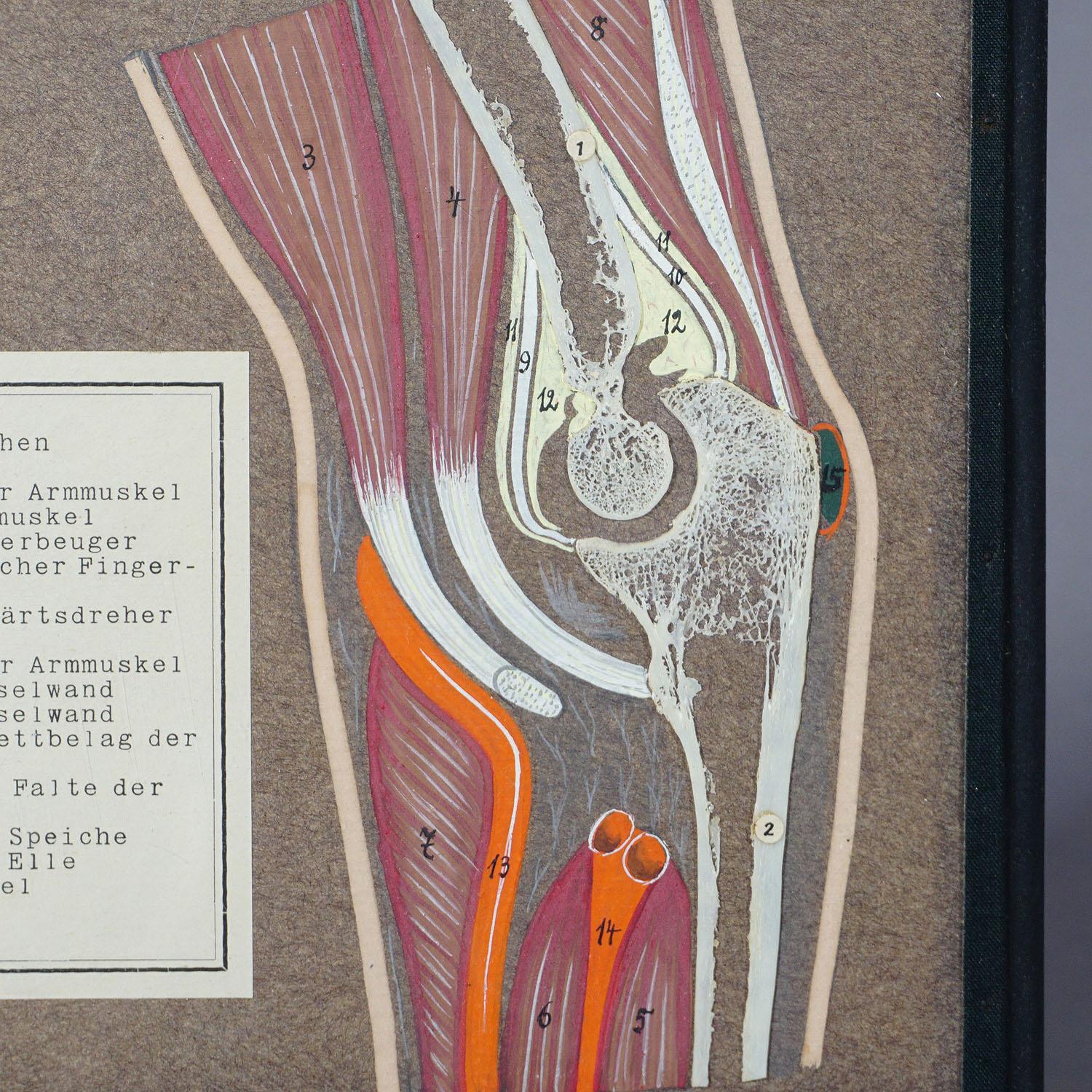 20th Century Antique Scientific Showpiece, Bone Cut of the Human Elbow