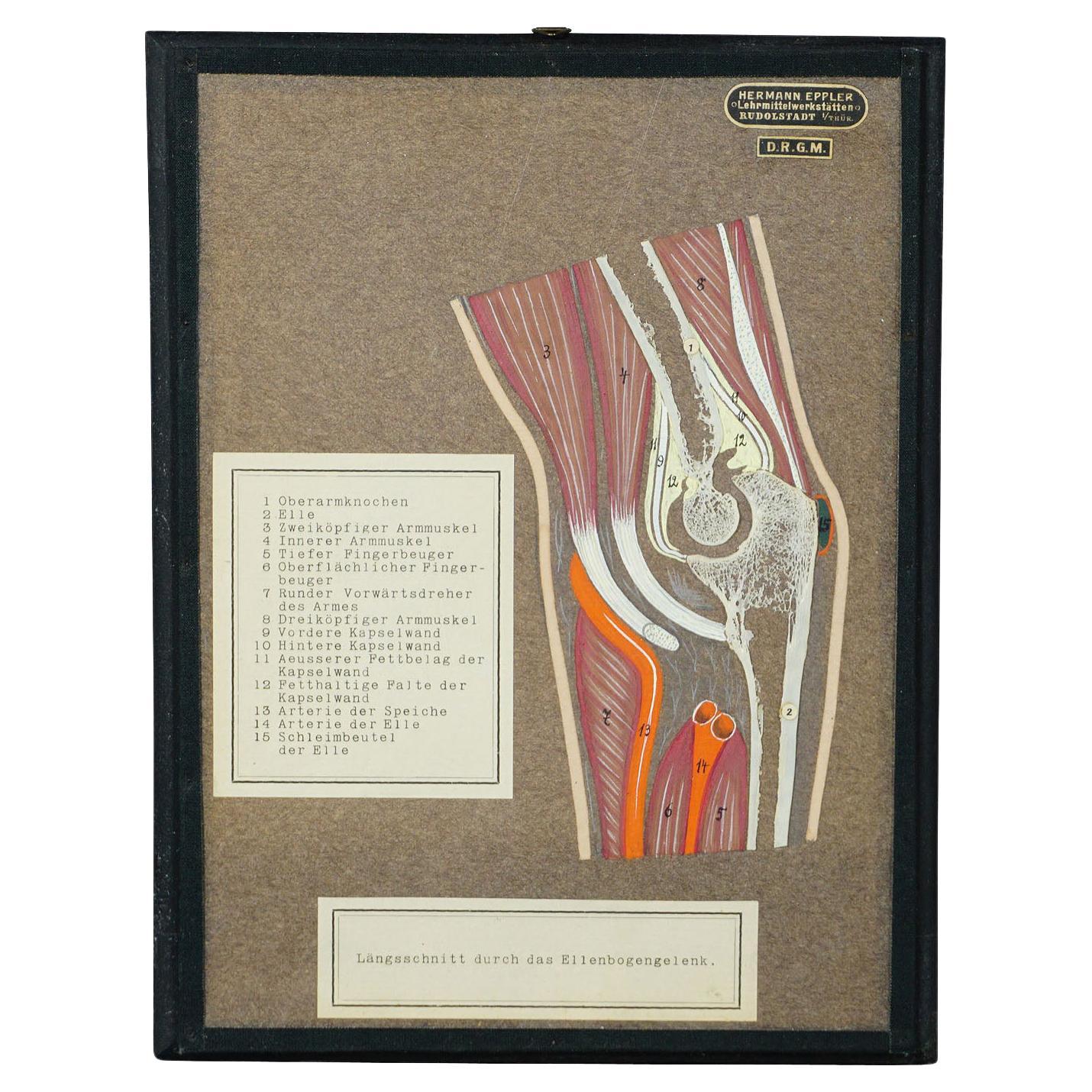 Antique Scientific Showpiece, Bone Cut of the Human Elbow