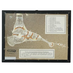Antique Scientific Showpiece, Bone Cut of the Human Foot, ca. 1900