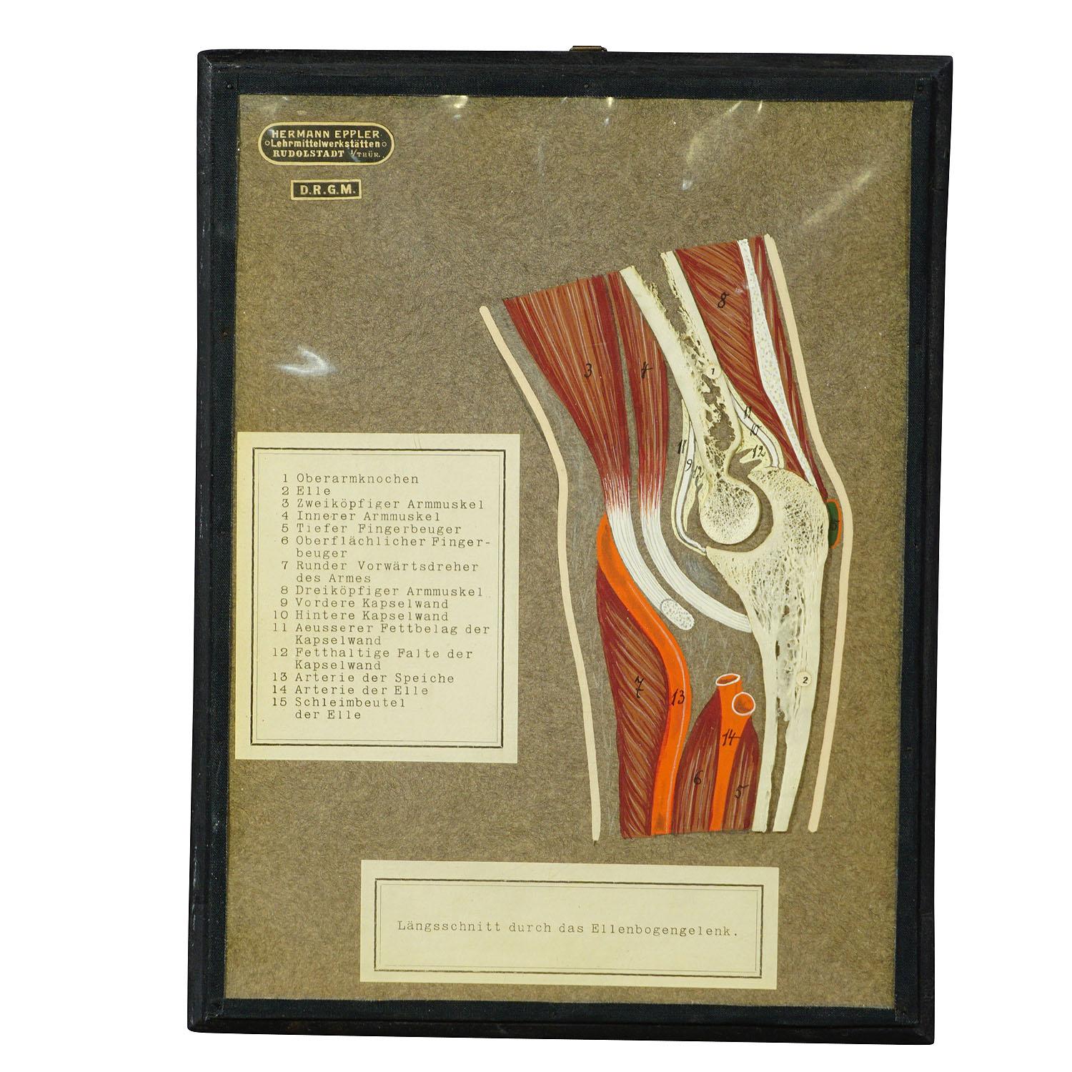 An antique visual aid of a longitudinal bone cut of the elbow. Genuine bone mounted on cardboard with hand-painted structure of muscles, bursae and tendons. With German explanation. Published by Hermann Eppler, Lehrmittelanstalt Rudolstadt ca. 1900.