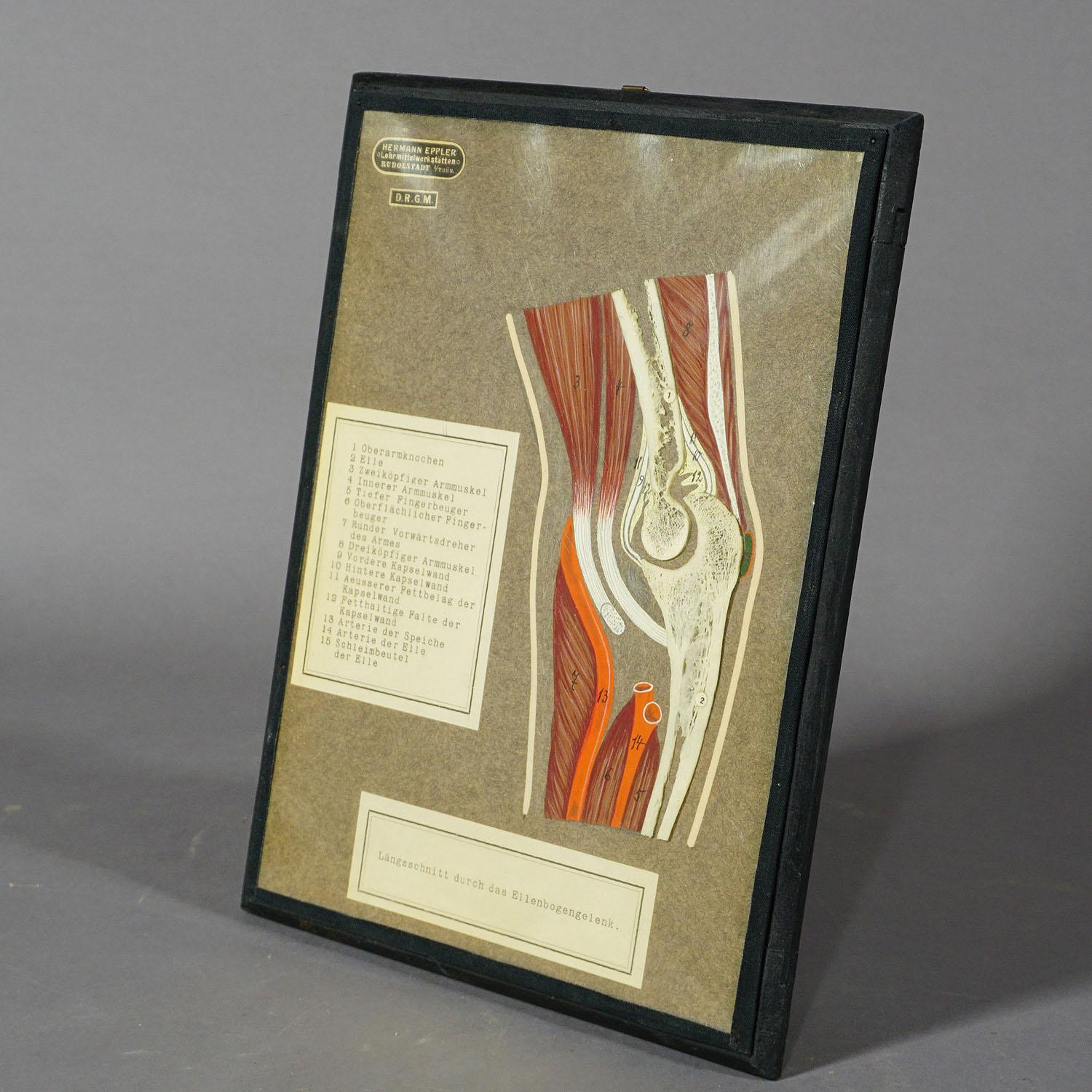 Antique Scientific Visual Aid, Bone Cut of the Human Elbow In Good Condition For Sale In Berghuelen, DE