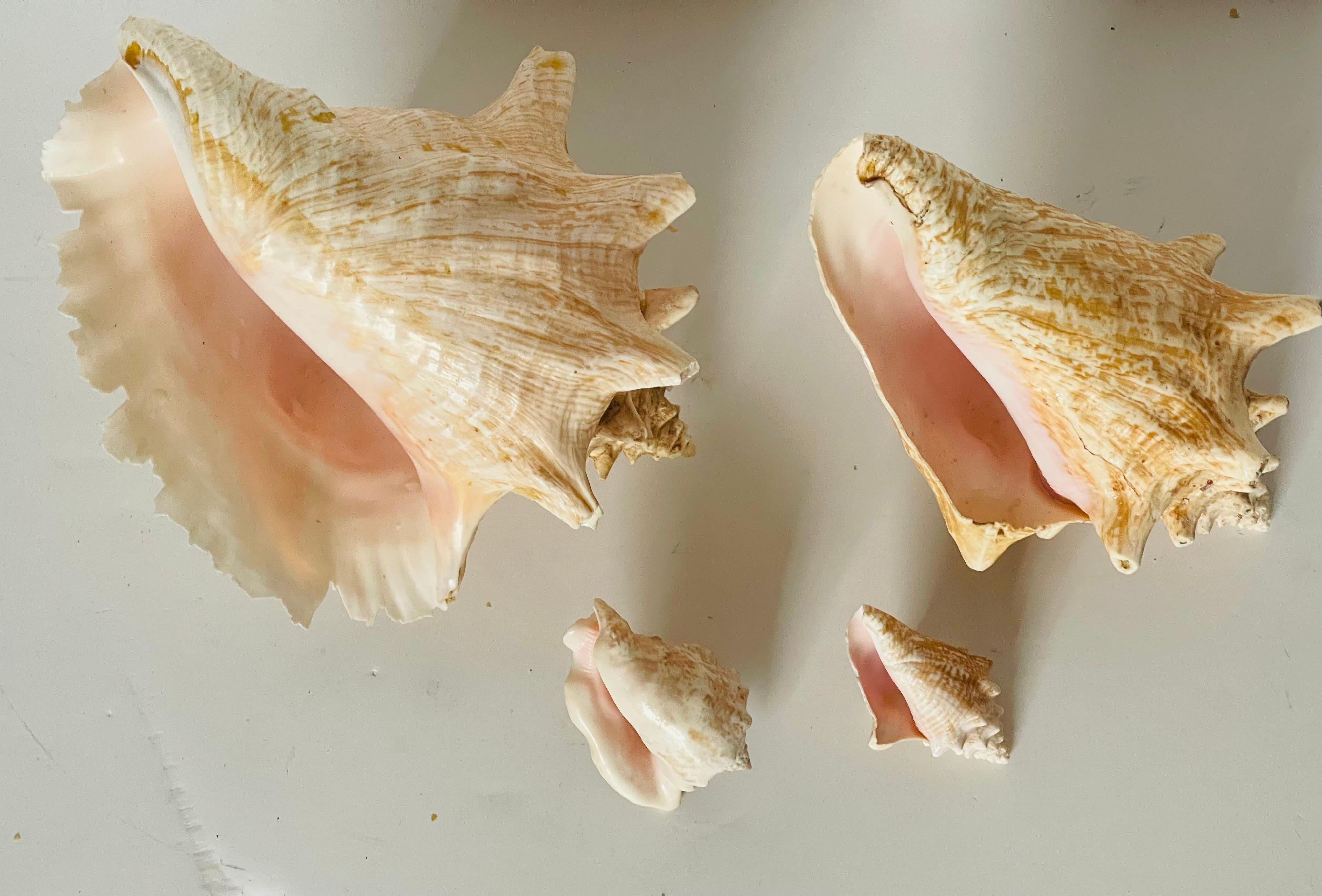 Organico moderno Antichi esemplari di conchiglie marine Nature in vendita