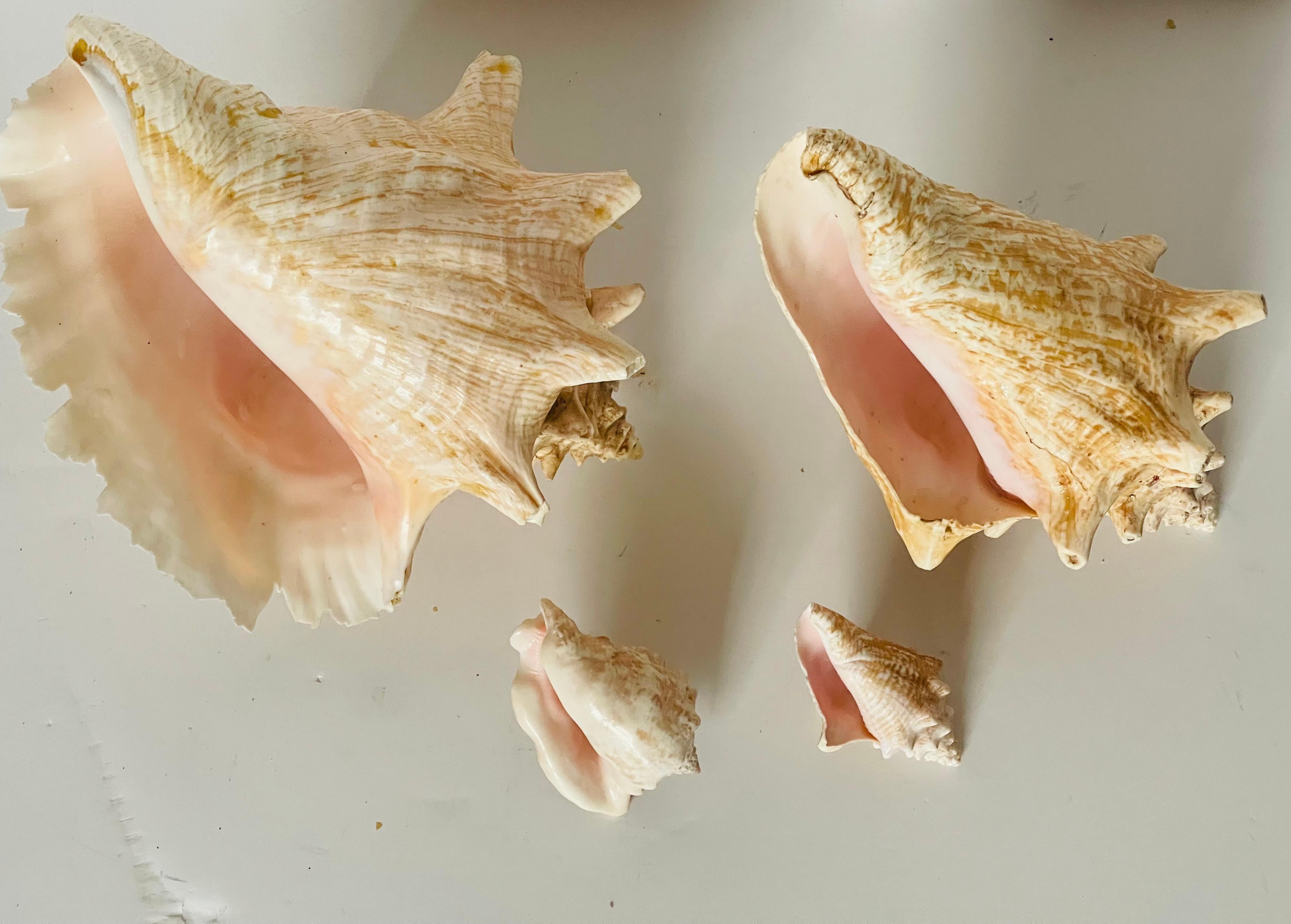 Americano Antichi esemplari di conchiglie marine Nature in vendita