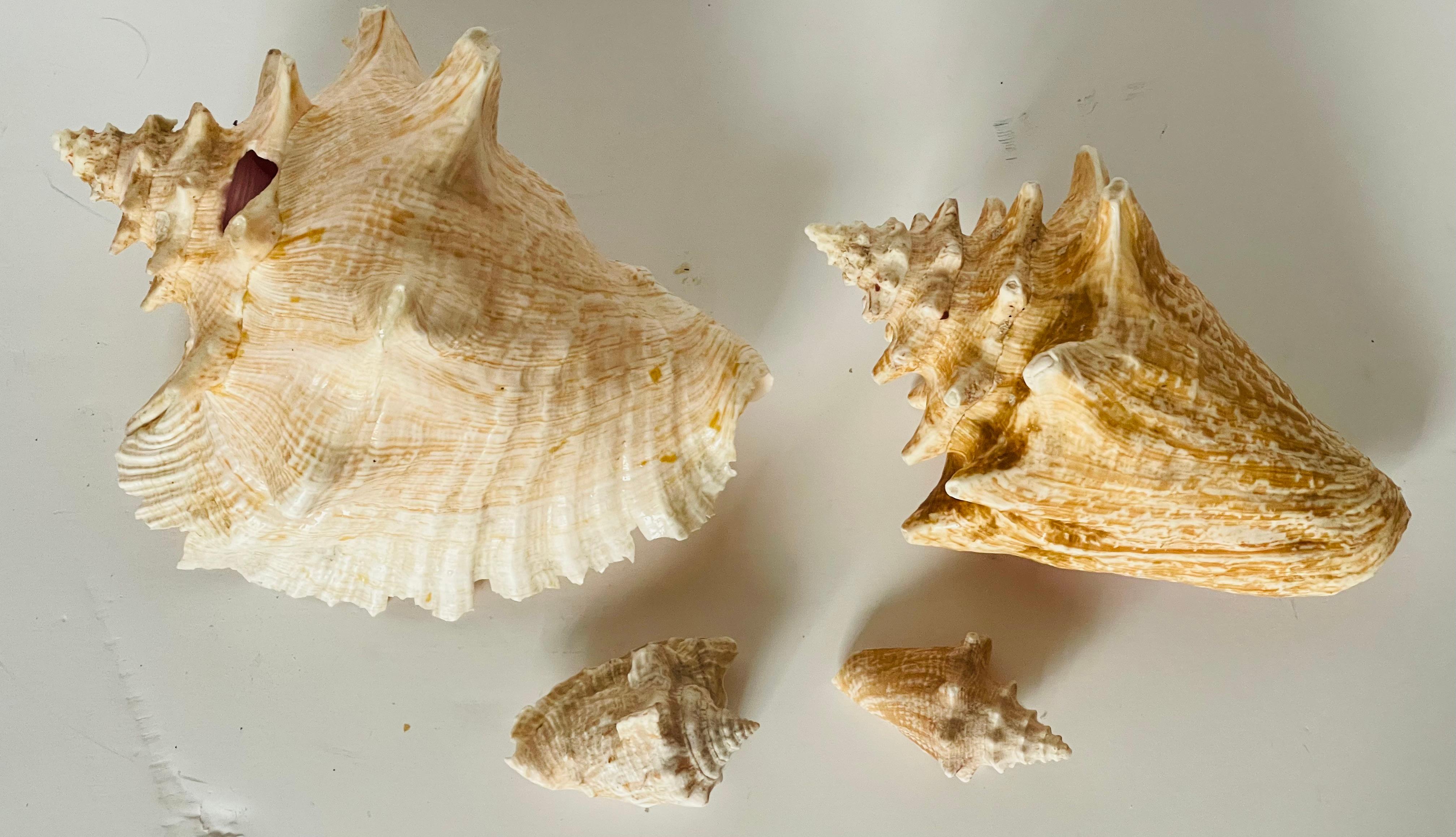 Antichi esemplari di conchiglie marine Nature In condizioni buone in vendita a Boca Raton, FL