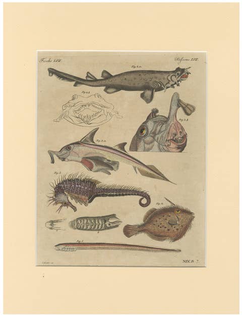Antique Seahorse, Frilled Shark & Curious Fish Engraving – Bertuch, 1821