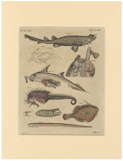 Antique Seahorse, Frilled Shark & Curious Fish Engraving – Bertuch, 1821