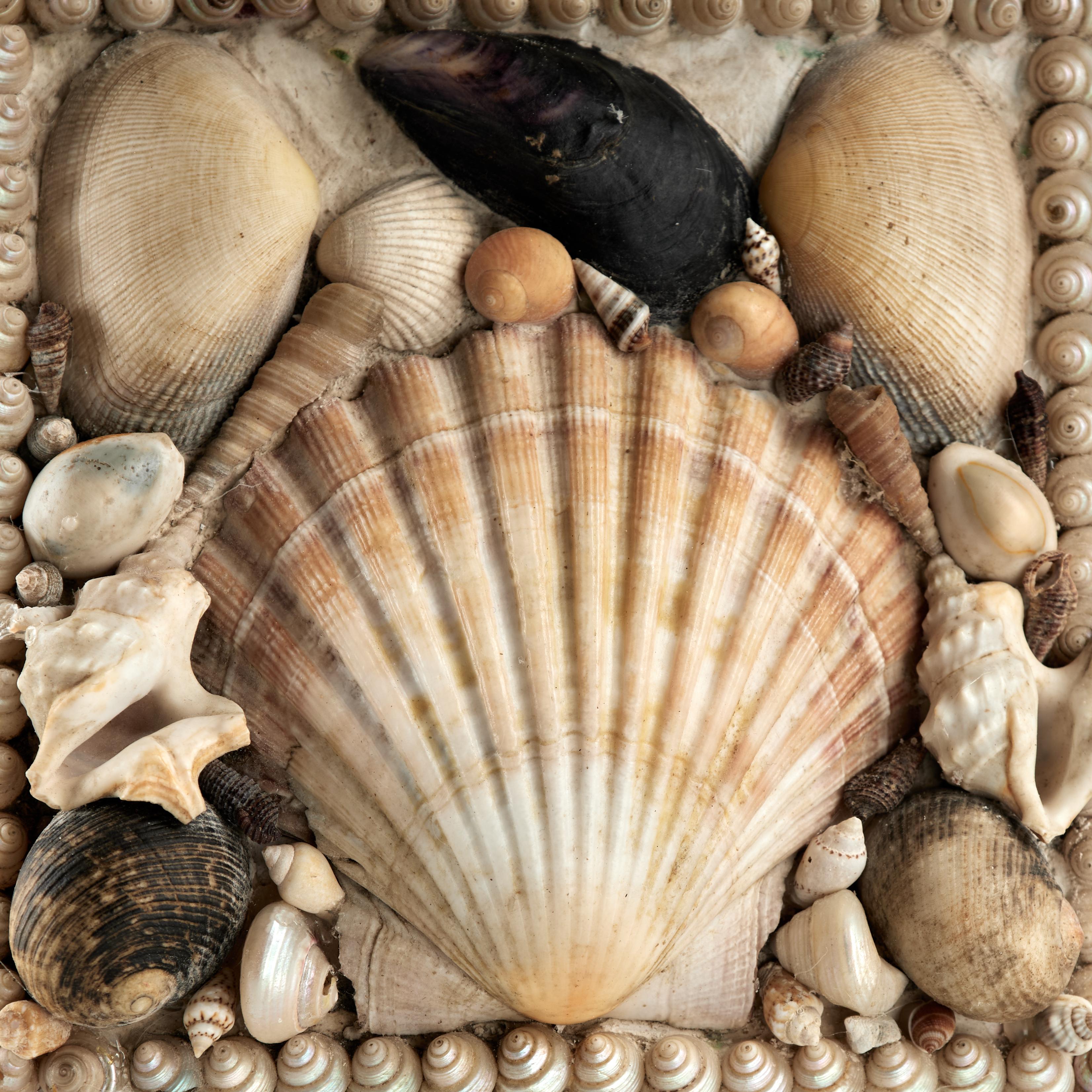 Edwardian Antique Seashell Box For Sale