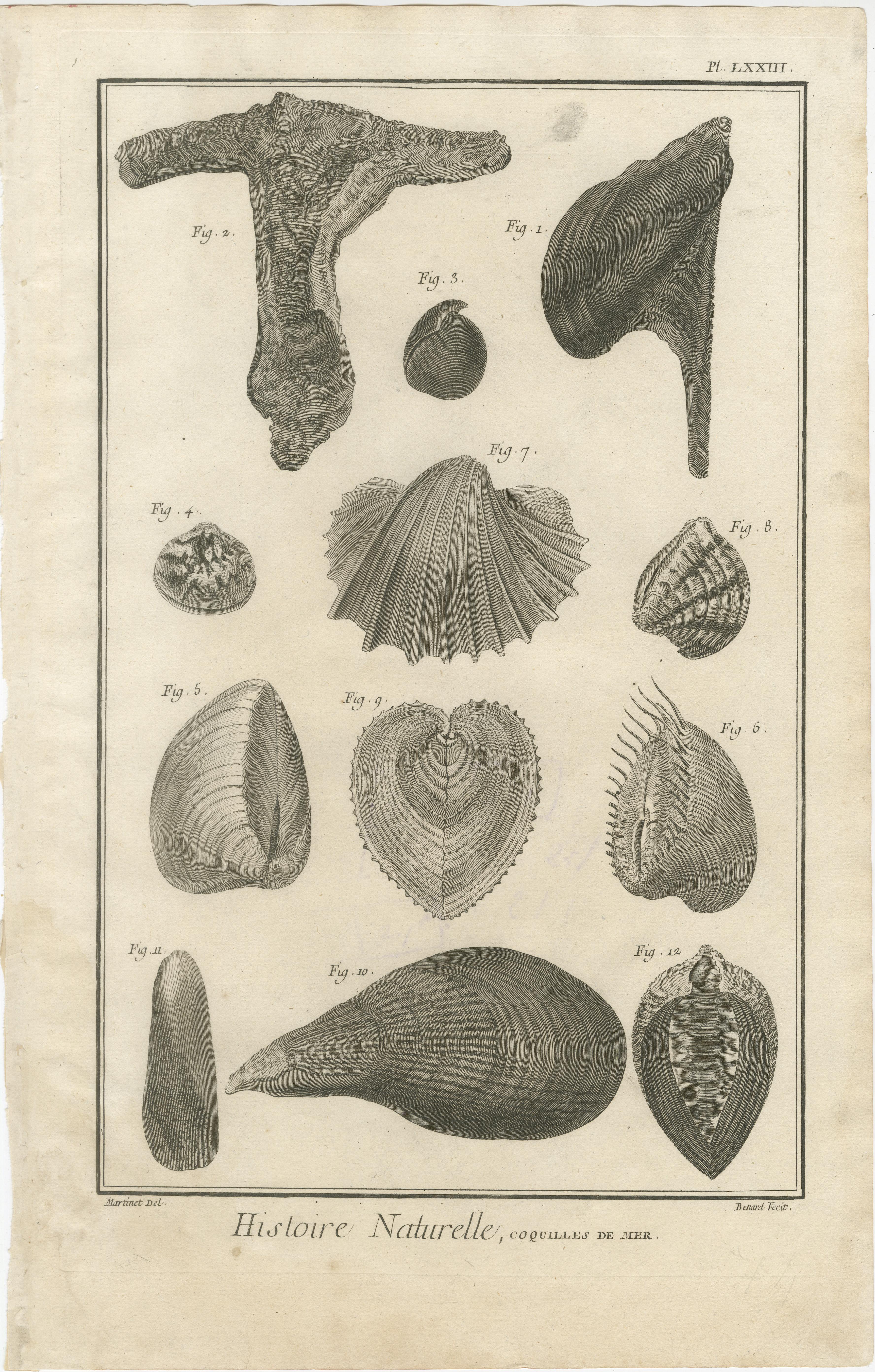 Gravures anciennes sur coquillages - Ensemble de dix gravures marines du XVIIIe siècle, c.1770 en vente 3