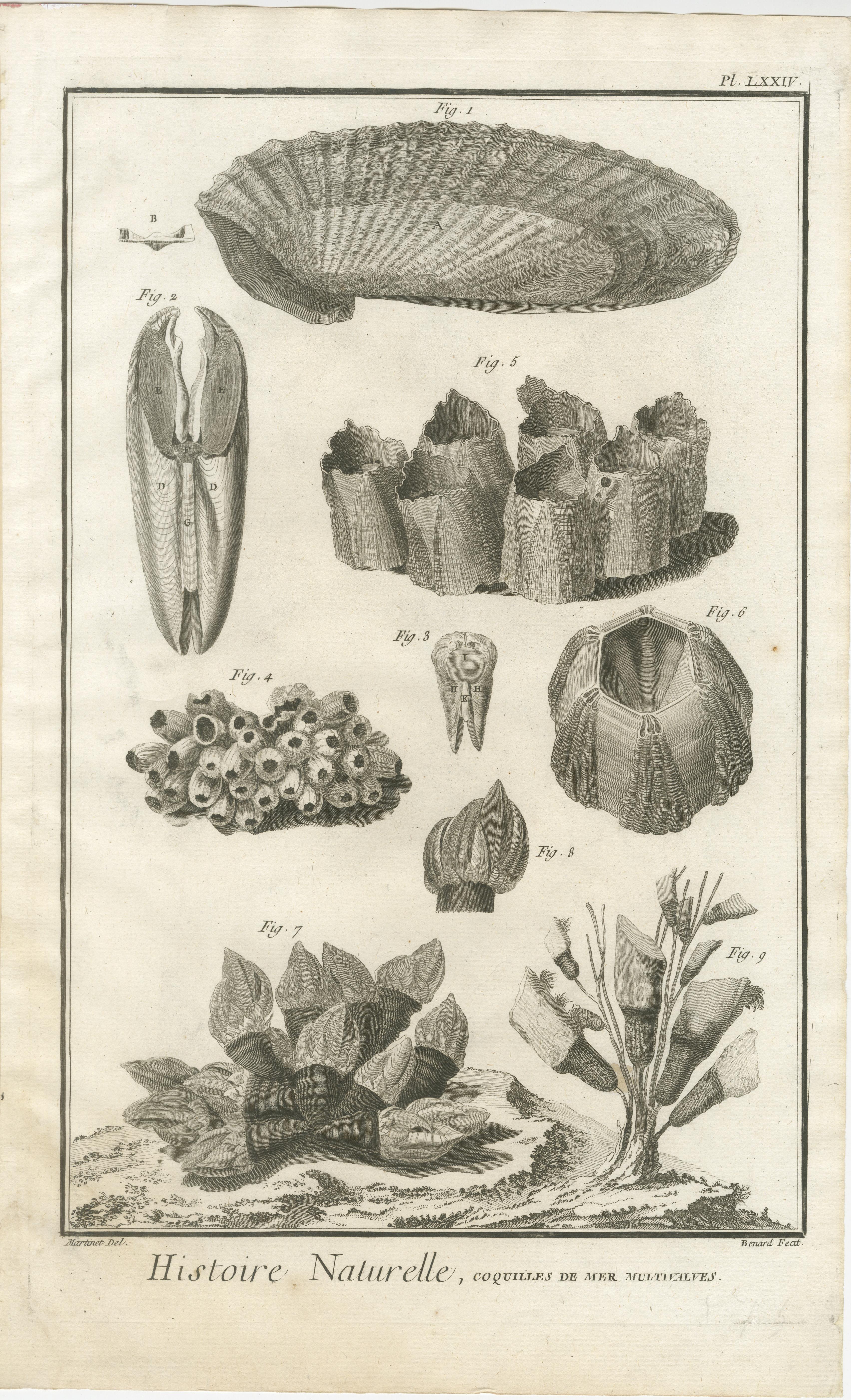Gravures anciennes sur coquillages - Ensemble de dix gravures marines du XVIIIe siècle, c.1770 en vente 4