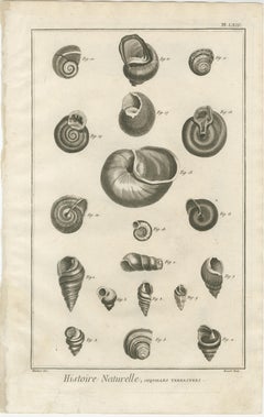 Antique Seashell Prints – Set of Ten 18th Century Marine Engravings, c.1770