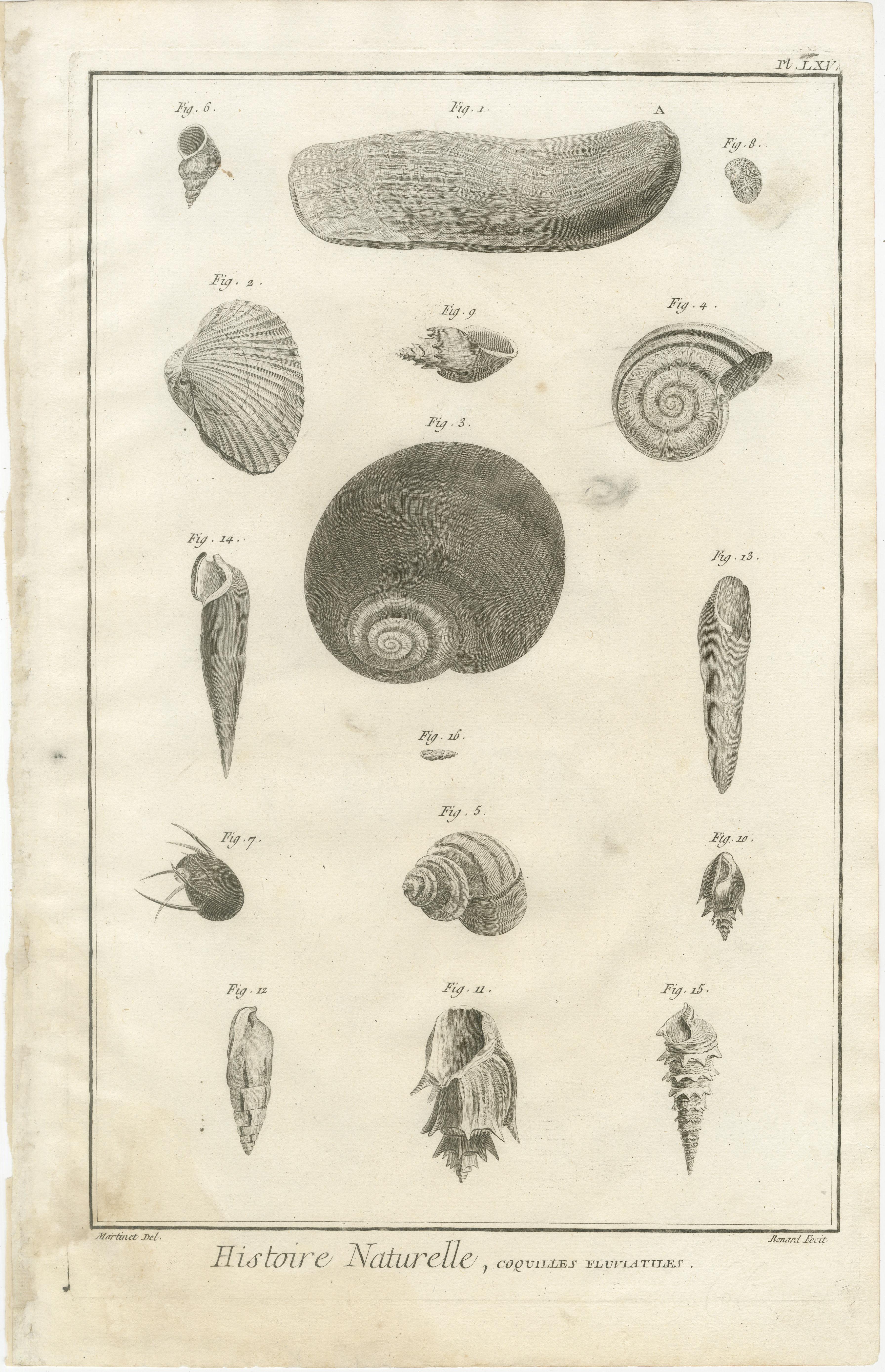 Français Gravures anciennes sur coquillages - Ensemble de dix gravures marines du XVIIIe siècle, c.1770 en vente