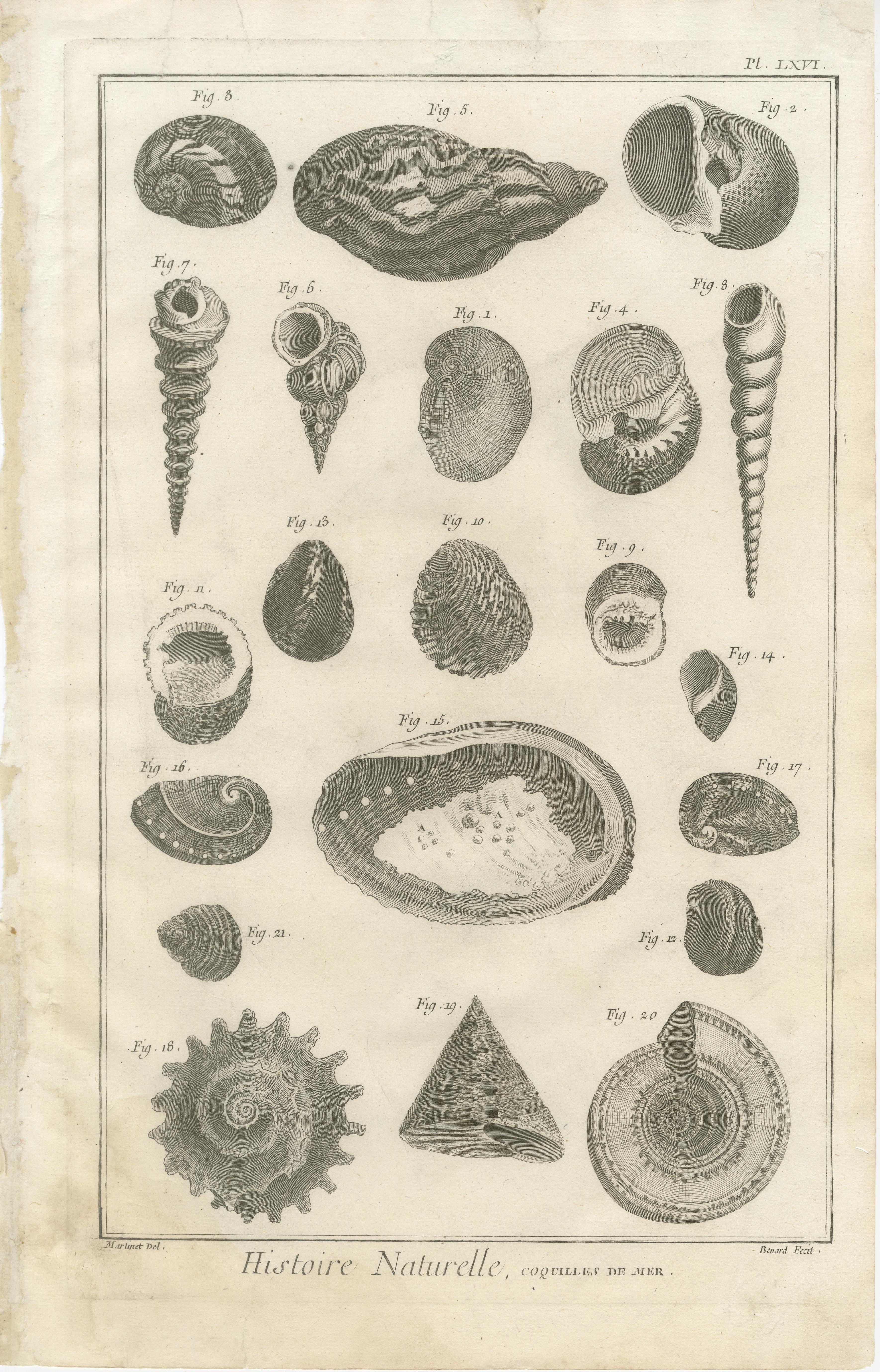 Gravé Gravures anciennes sur coquillages - Ensemble de dix gravures marines du XVIIIe siècle, c.1770 en vente