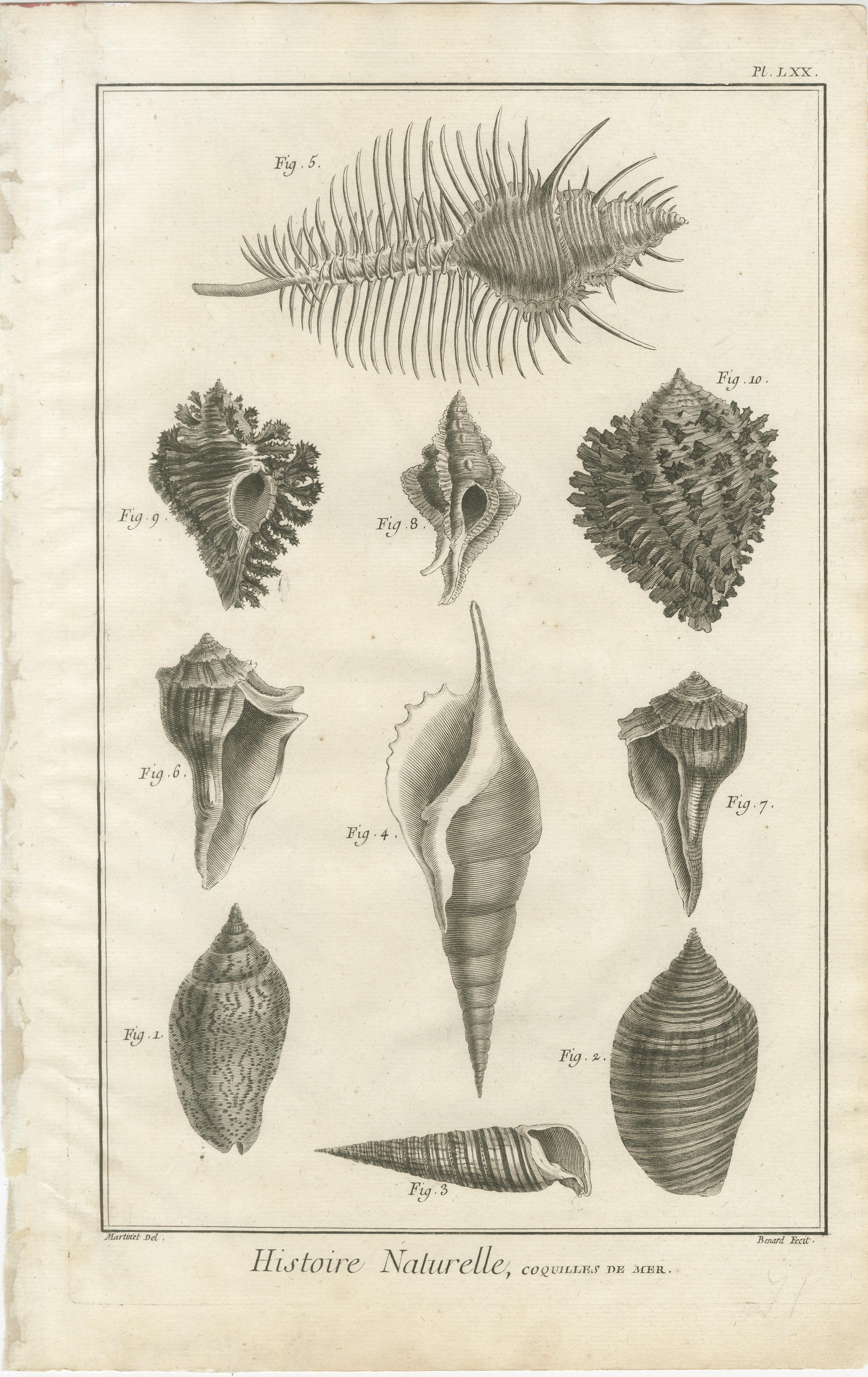 Papier Gravures anciennes sur coquillages - Ensemble de dix gravures marines du XVIIIe siècle, c.1770 en vente