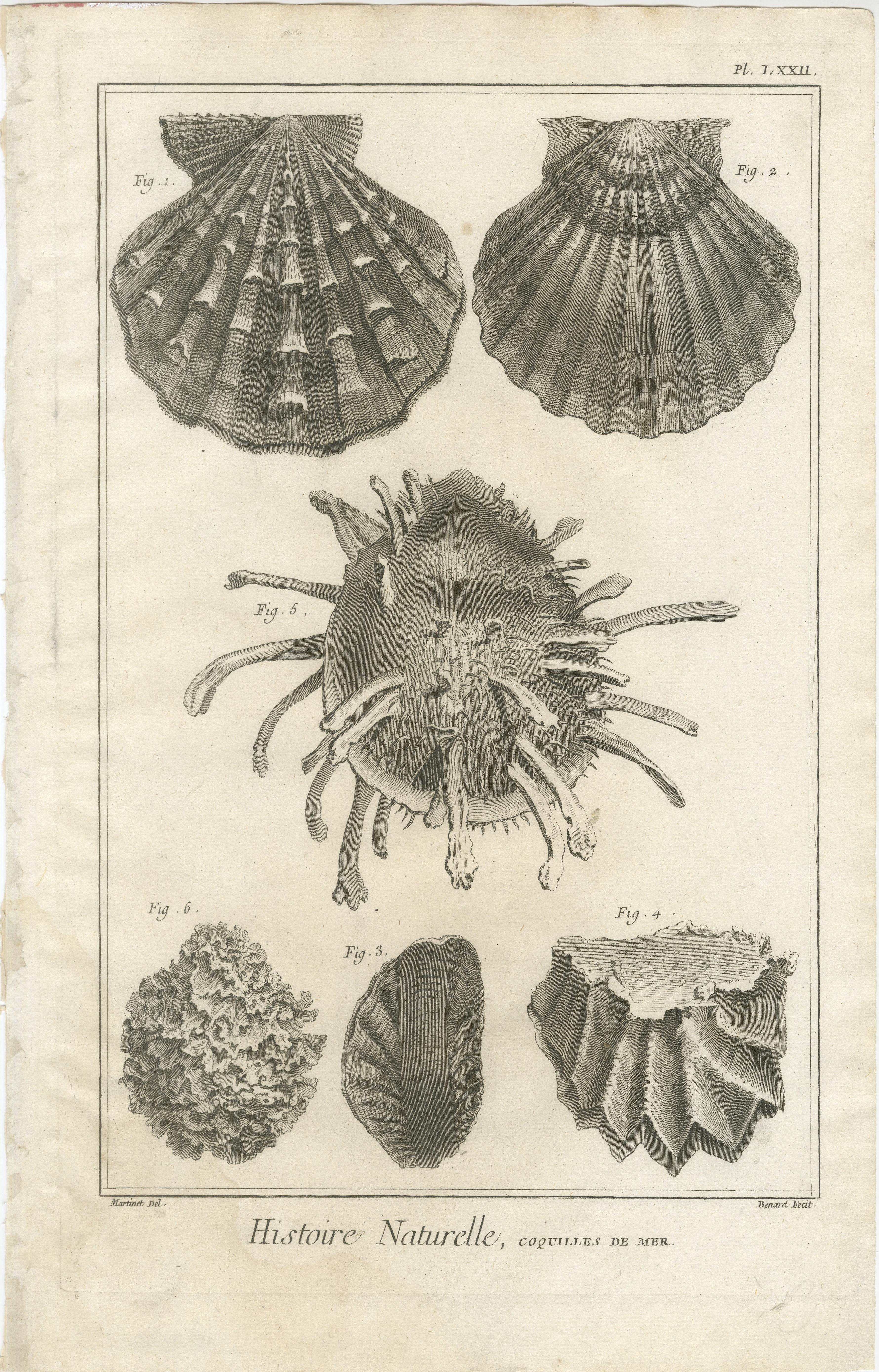 Gravures anciennes sur coquillages - Ensemble de dix gravures marines du XVIIIe siècle, c.1770 en vente 2