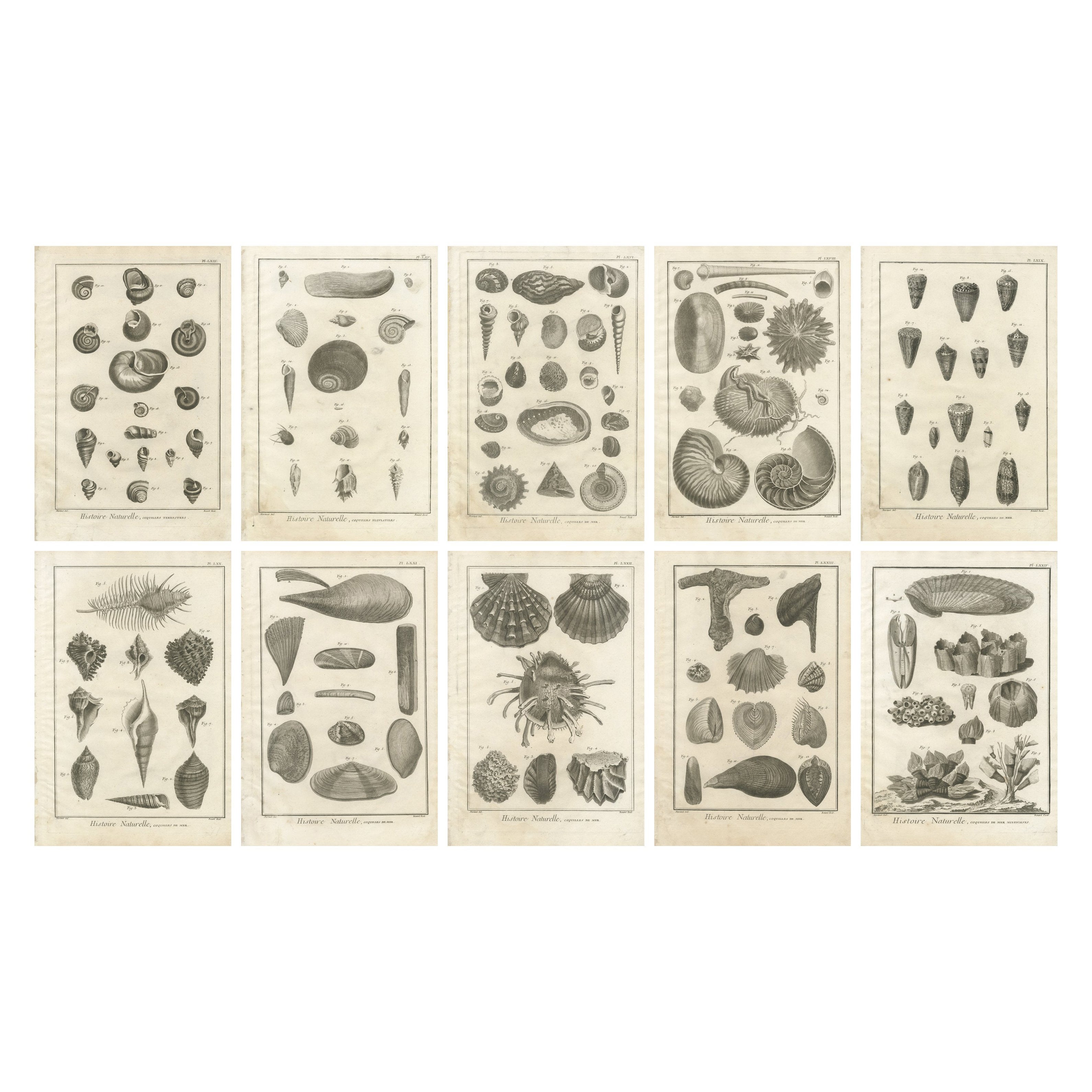 Gravures anciennes sur coquillages - Ensemble de dix gravures marines du XVIIIe siècle, c.1770 en vente