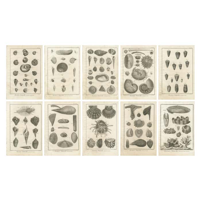 Antique Seashell Prints – Set of Ten 18th Century Marine Engravings, c ...