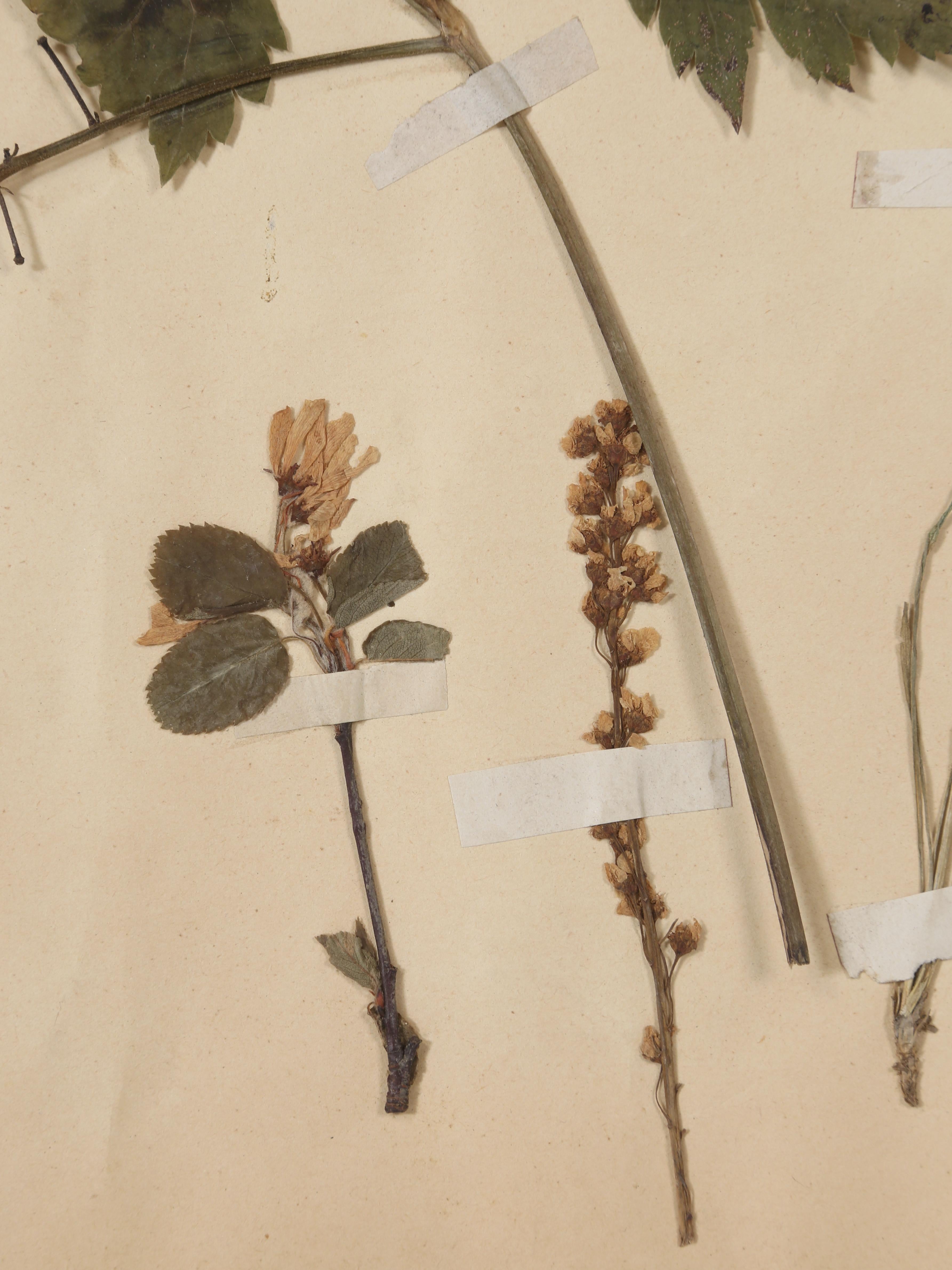 Antikes Set (8) Französische gepresste Botanicals aus der Monastery-Schule aus dem Jahr 1892, mehr verfügbar im Angebot 3