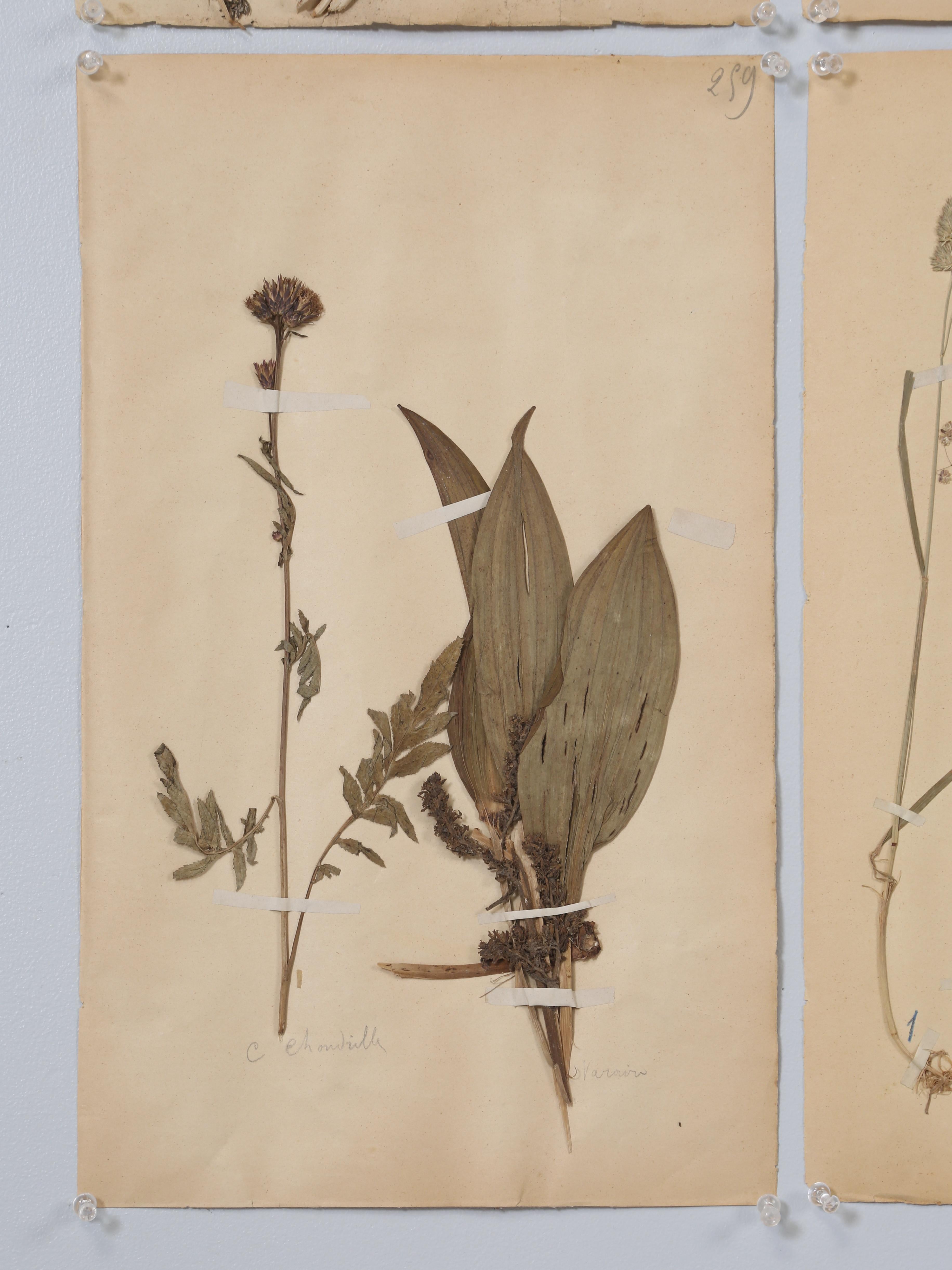 Antikes Set (8) Französische gepresste Botanicals aus der Monastery-Schule aus dem Jahr 1892, mehr verfügbar im Angebot 4