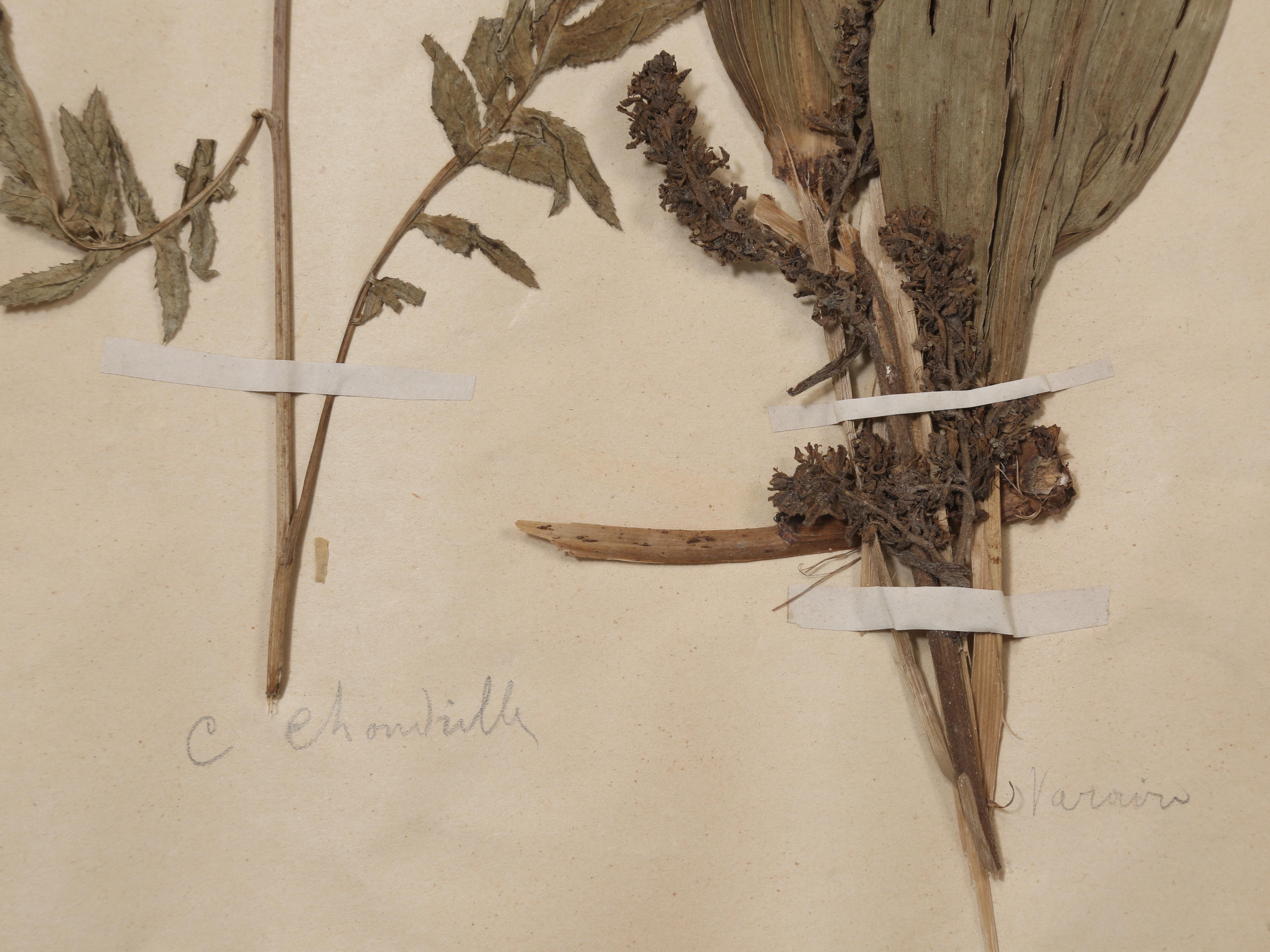 Antikes Set (8) Französische gepresste Botanicals aus der Monastery-Schule aus dem Jahr 1892, mehr verfügbar im Angebot 5
