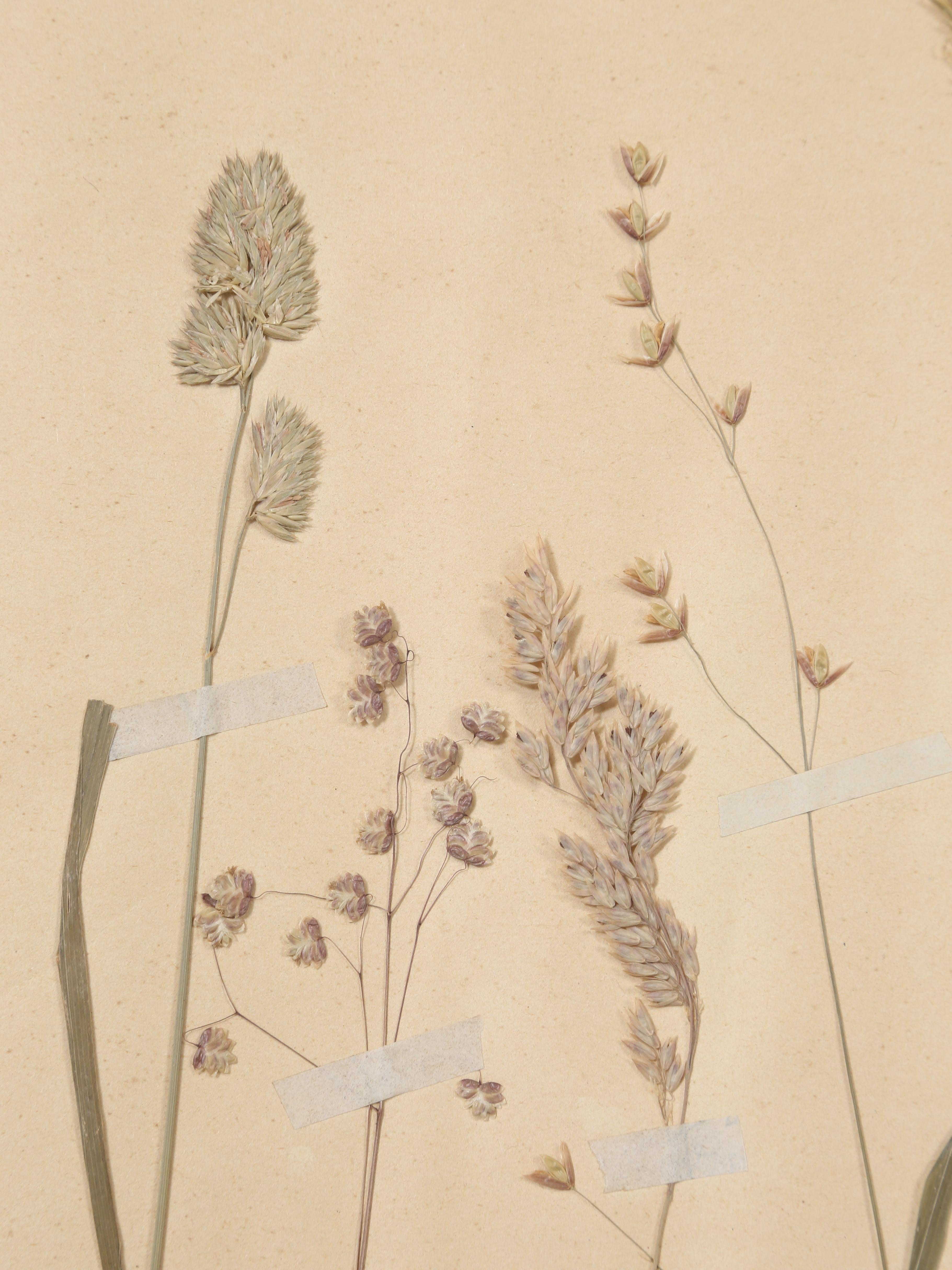Antikes Set (8) Französische gepresste Botanicals aus der Monastery-Schule aus dem Jahr 1892, mehr verfügbar im Angebot 7