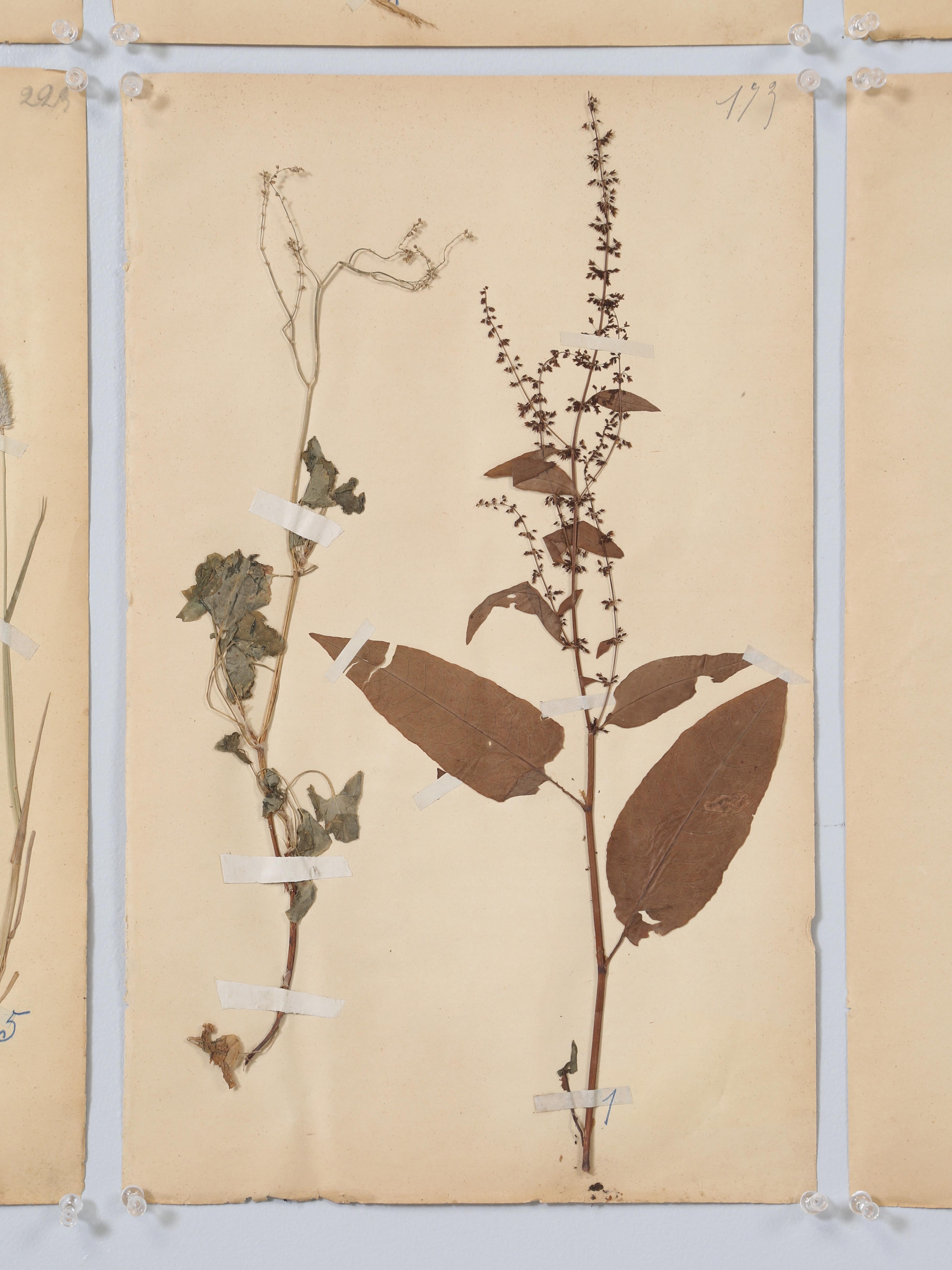 Antikes Set (8) Französische gepresste Botanicals aus der Monastery-Schule aus dem Jahr 1892, mehr verfügbar im Angebot 8