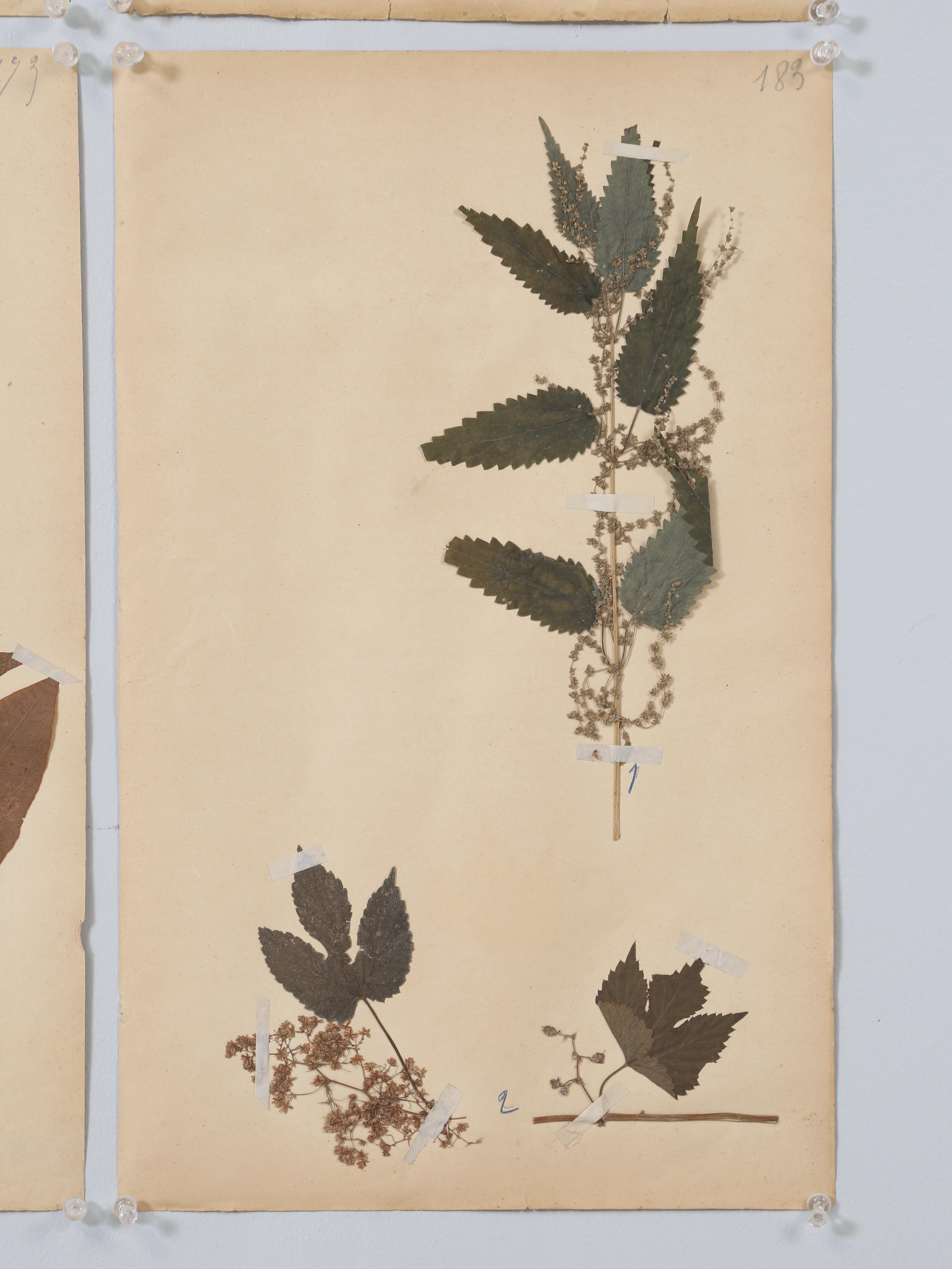 Antikes Set (8) Französische gepresste Botanicals aus der Monastery-Schule aus dem Jahr 1892, mehr verfügbar im Angebot 10