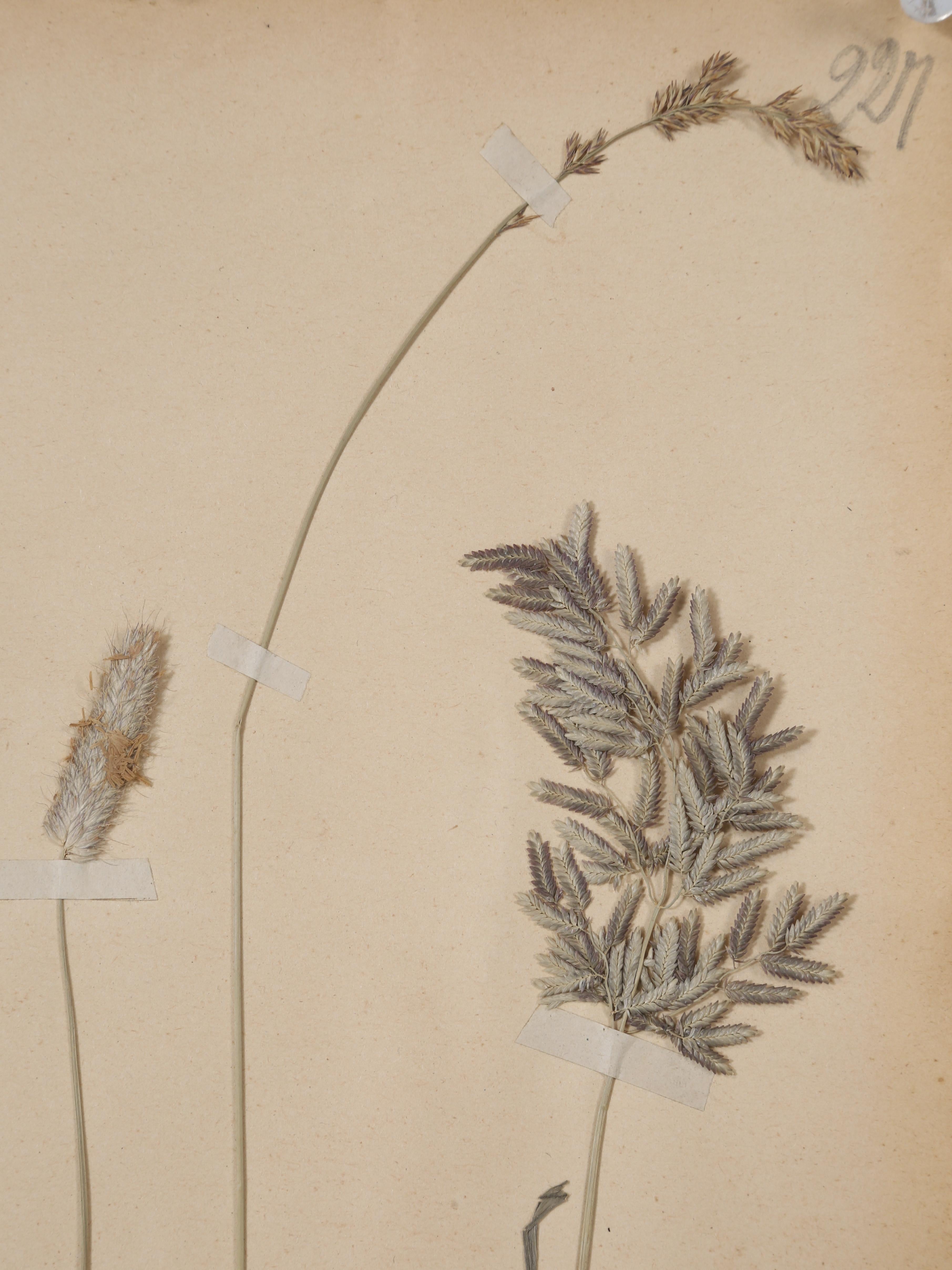 Antikes Set (8) Französische gepresste Botanicals aus der Monastery-Schule aus dem Jahr 1892, mehr verfügbar (Sonstiges) im Angebot