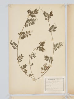 Antique Set of (12) French Pressed Botanicals from a c1893 Monastery School