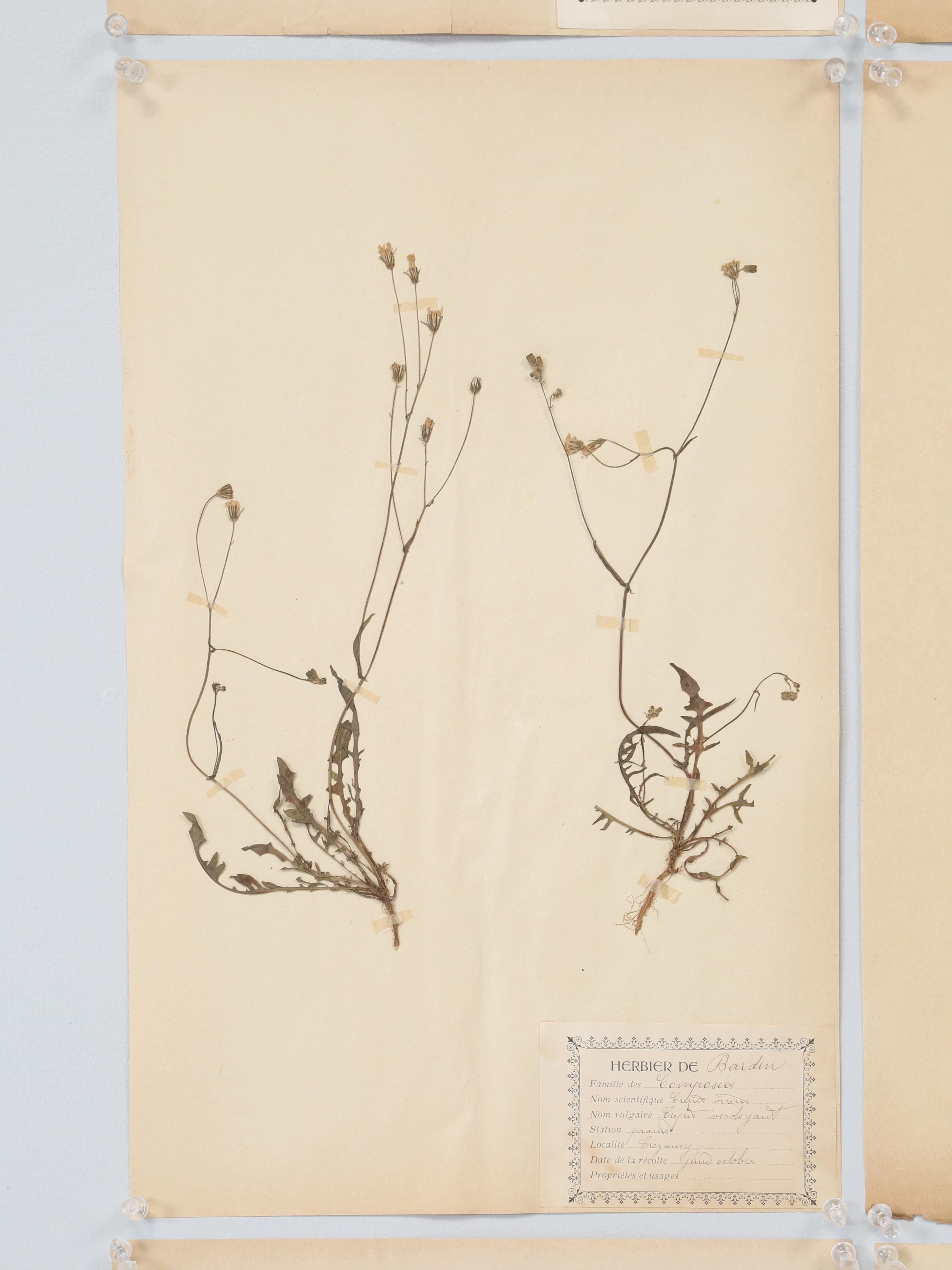 Paper Antique Set of (12) French Pressed Botanicals from a c1893 Monastery School For Sale