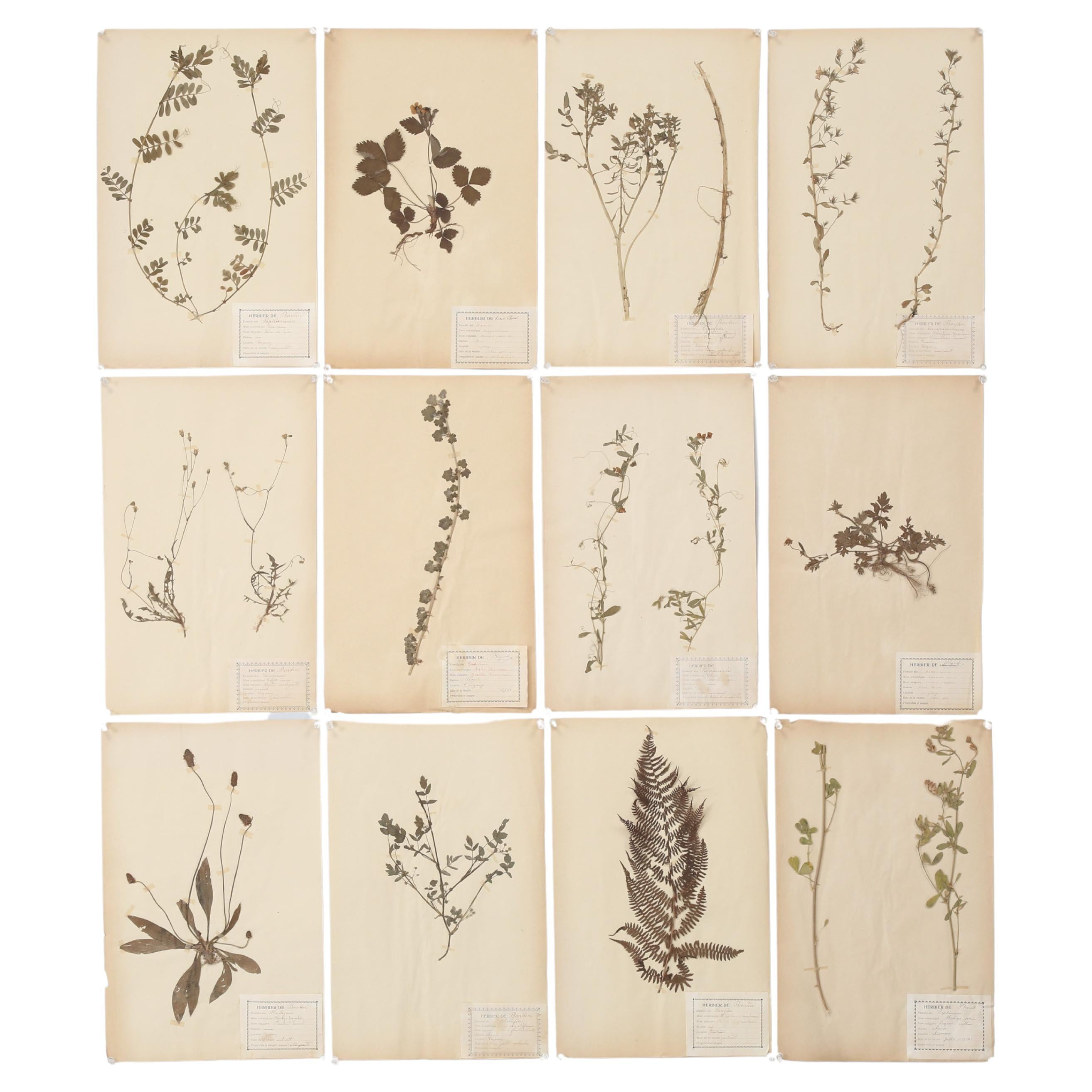 Antique Set of (12) French Pressed Botanicals from a c1893 Monastery School For Sale