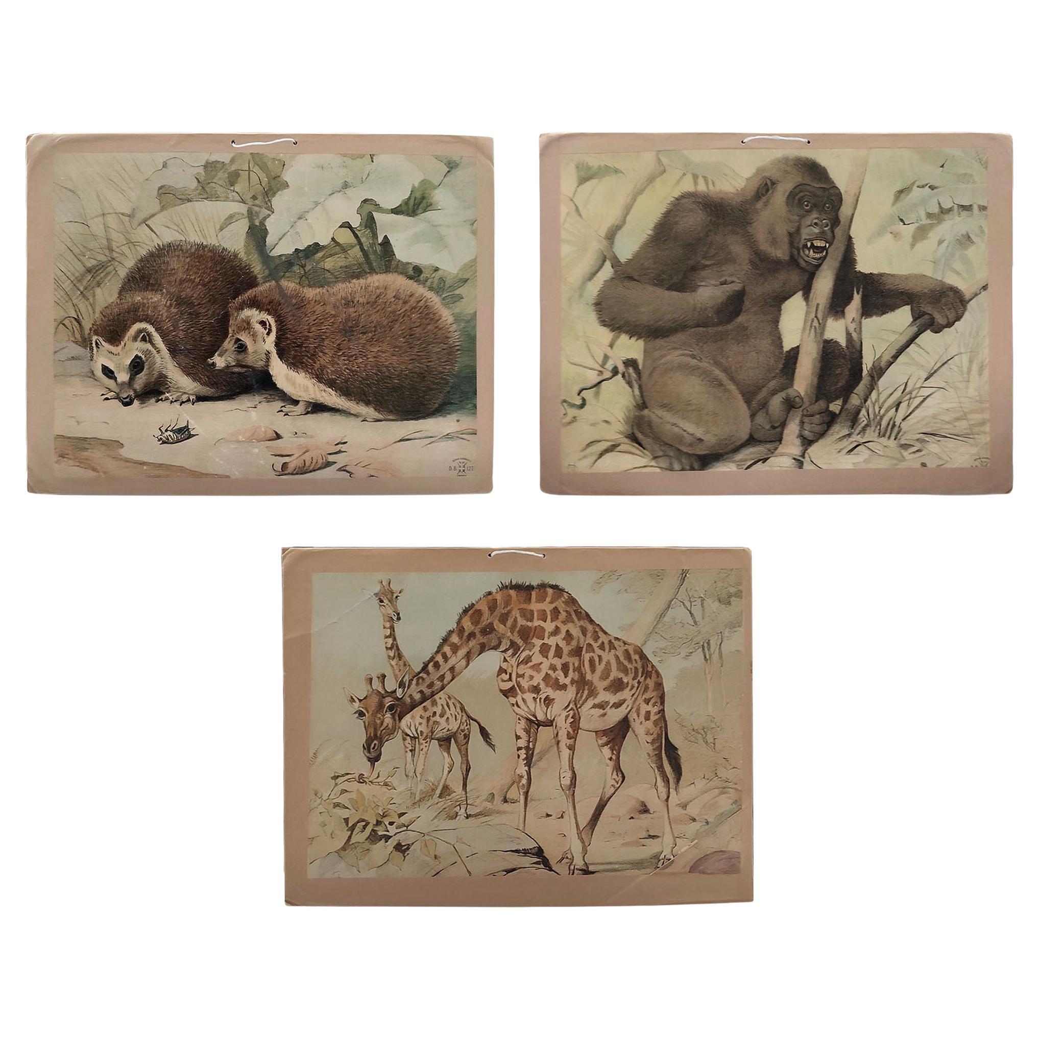 Ensemble ancien de 3 estampes chromolithographiées, double face, Danske Billeder 1895